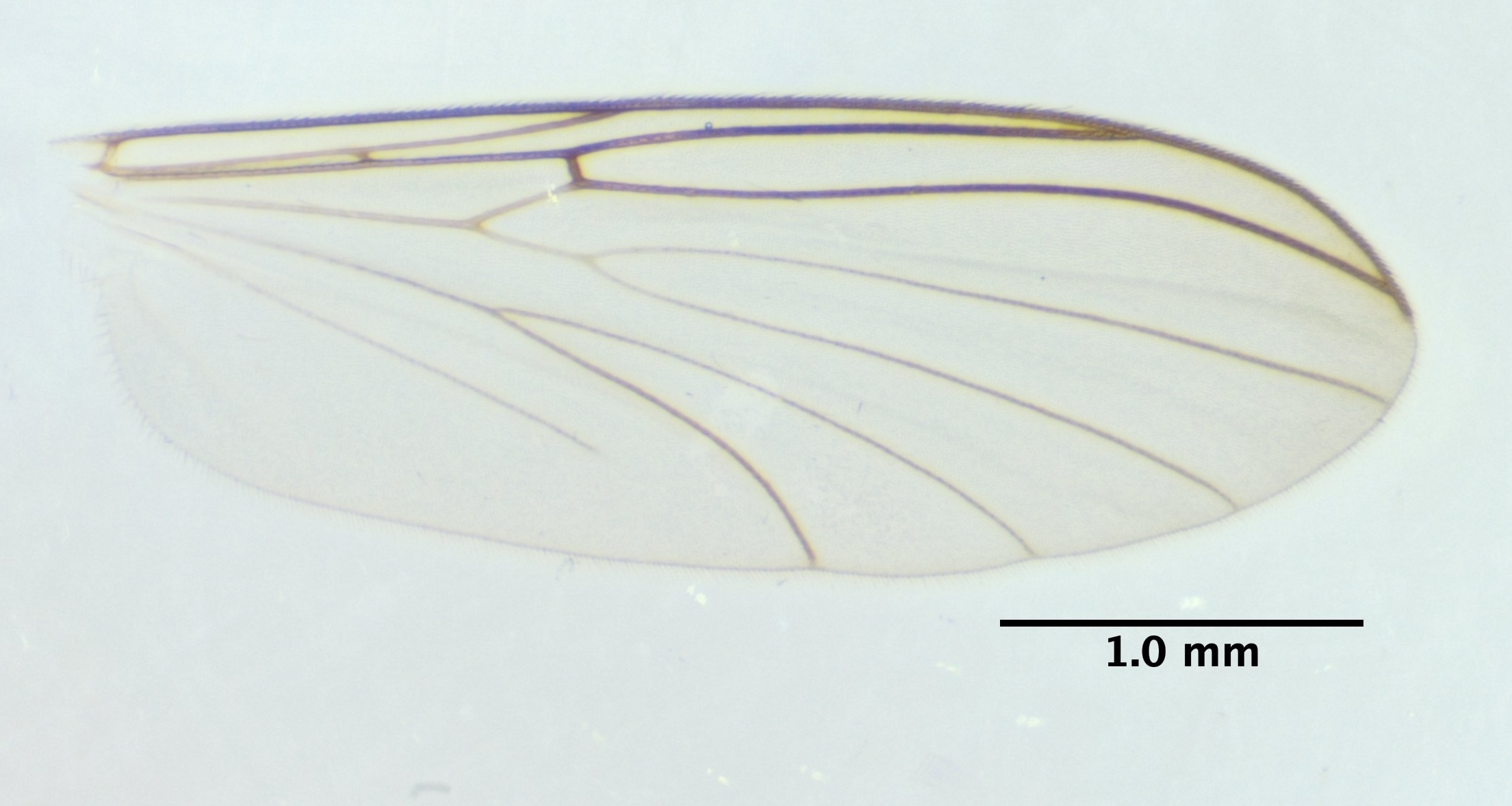 wing