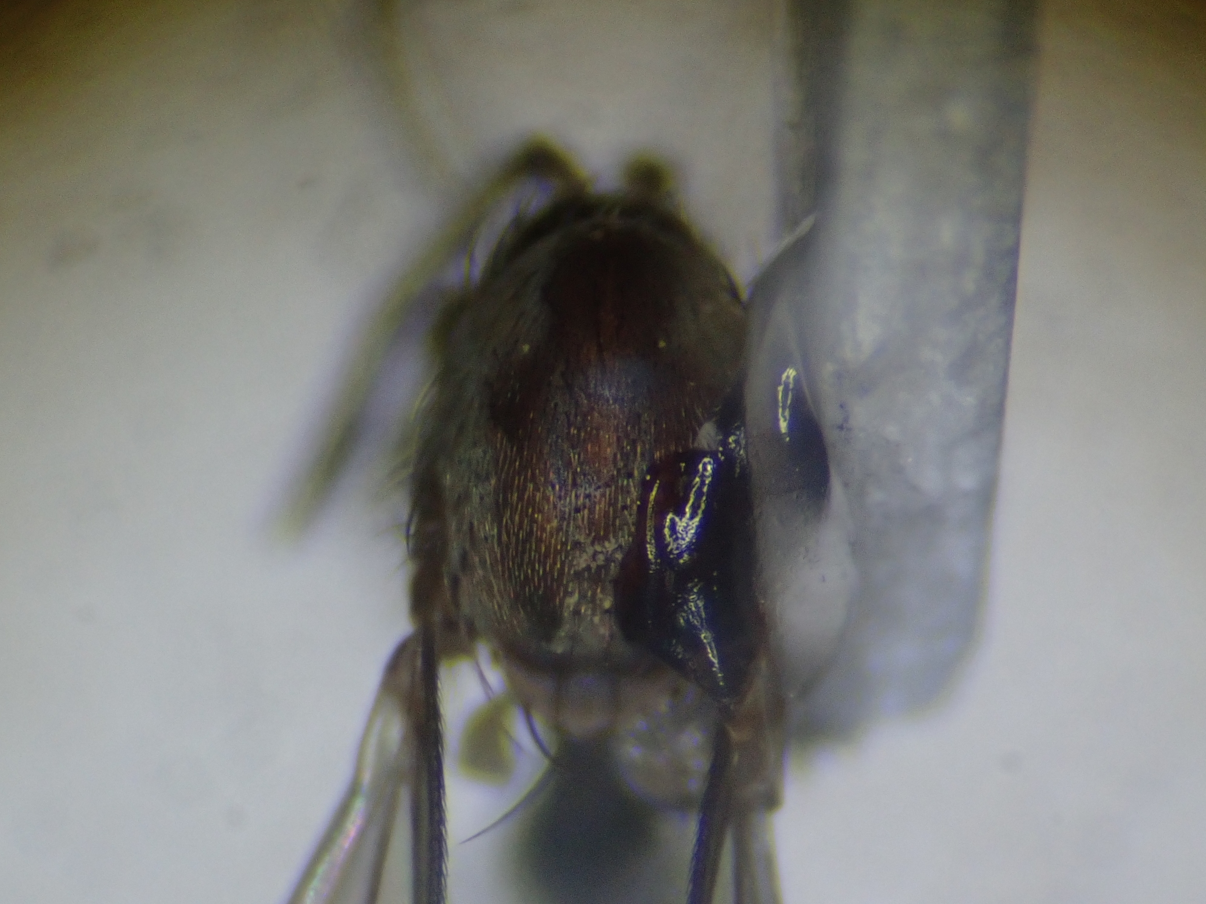 thorax_dorsal