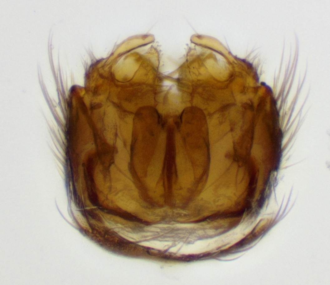 genitalia_dorsal_view_remove_cercus