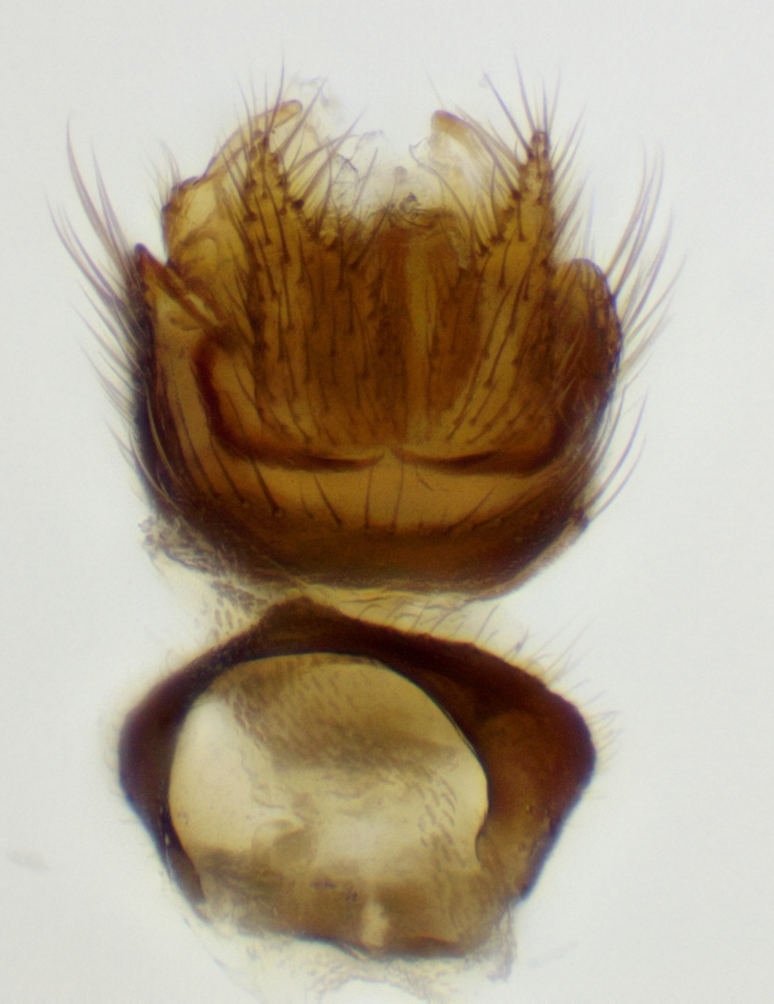 genitalia_dorsal_view
