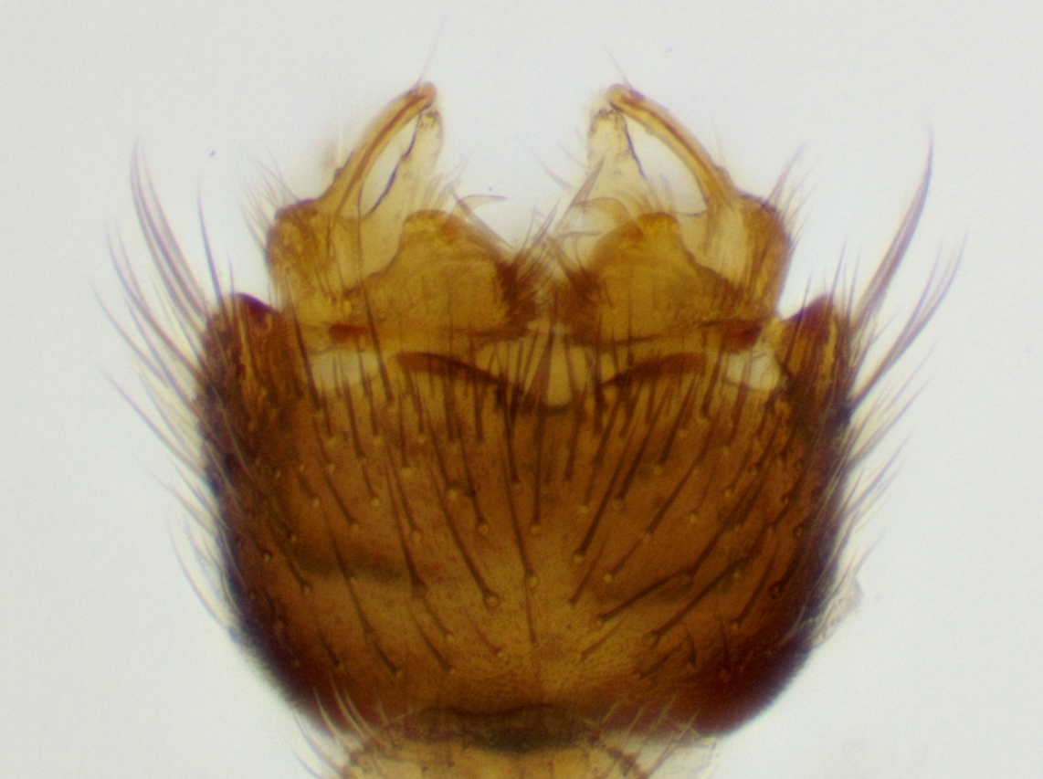 genitalia_ventral_vie