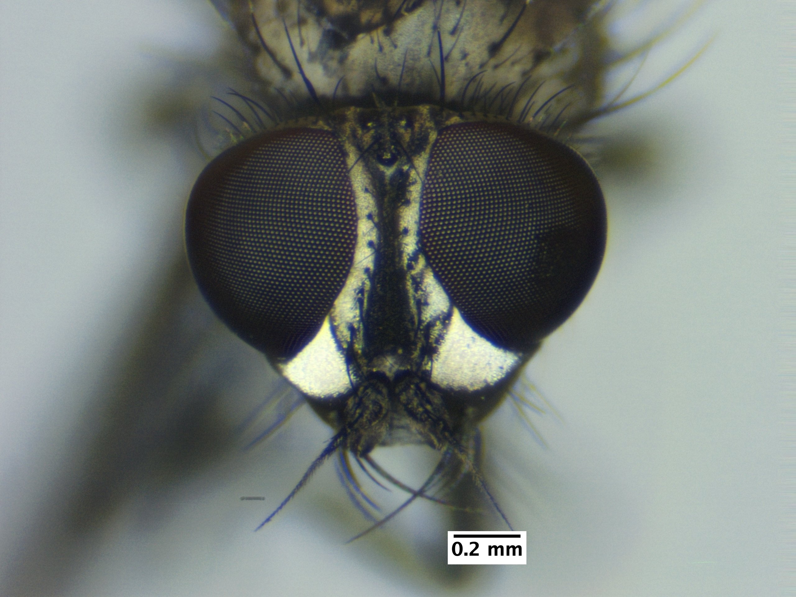 3_head_dorsal