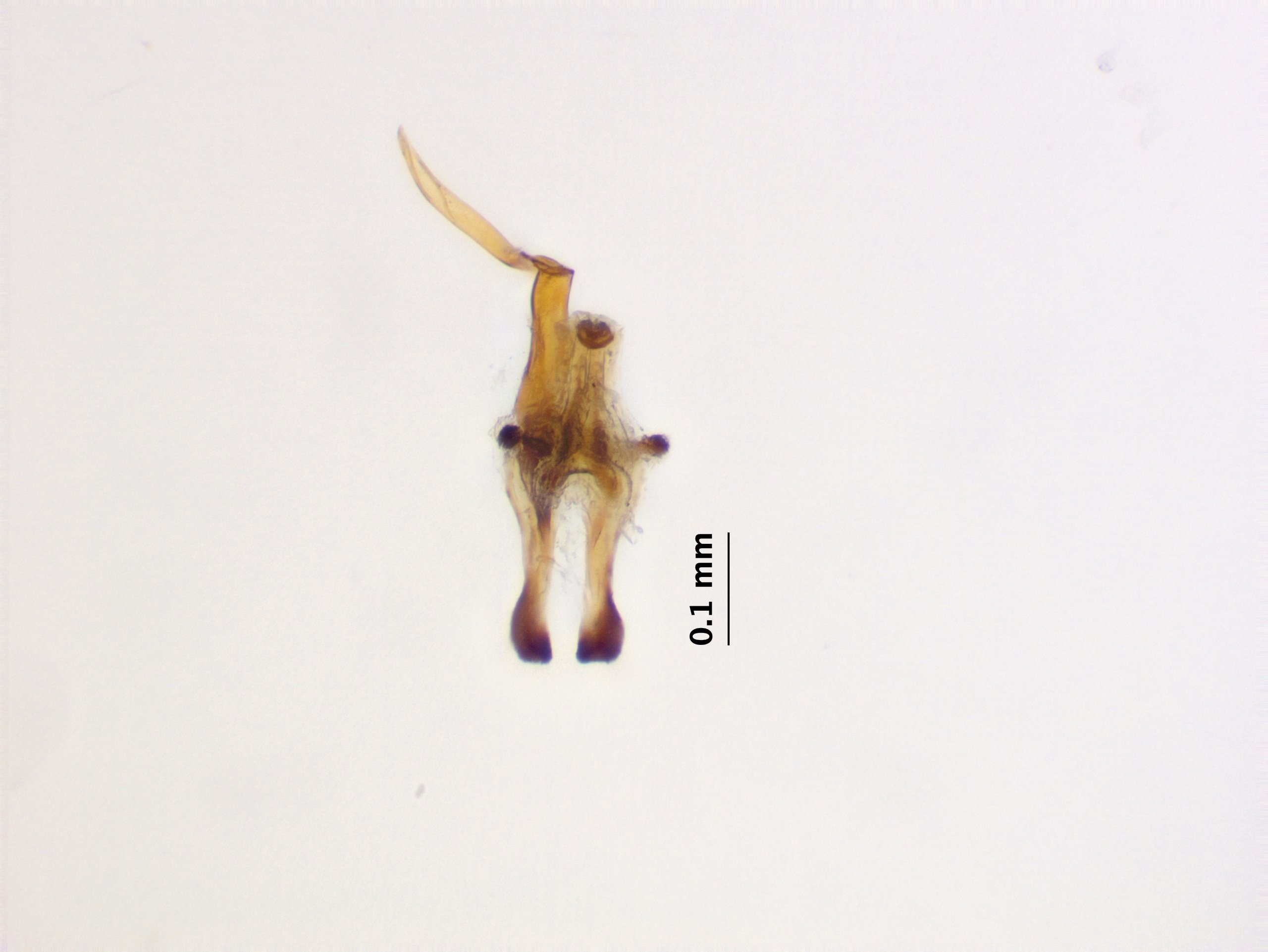 9_aedeagal_complex_2