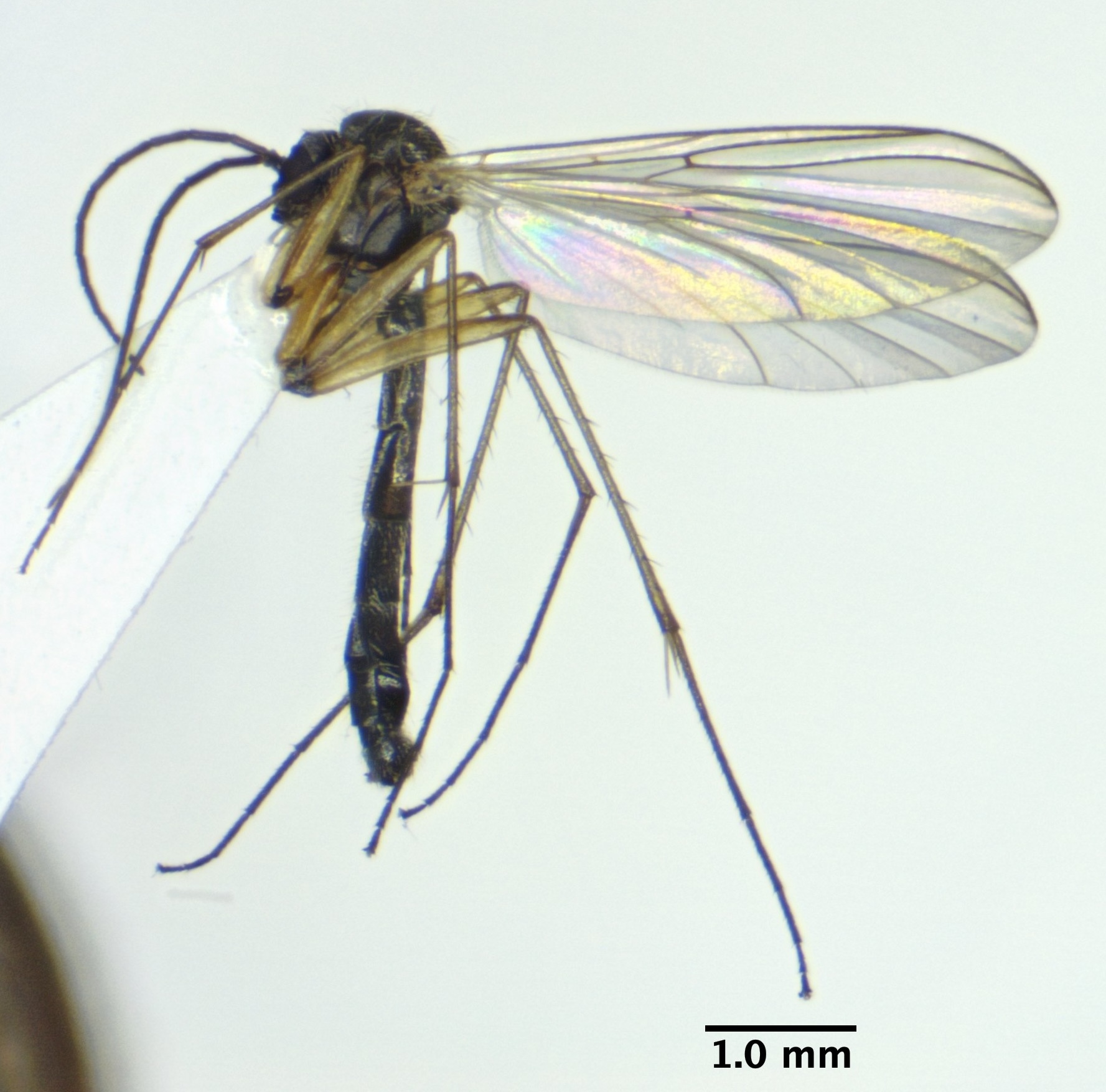 habitus