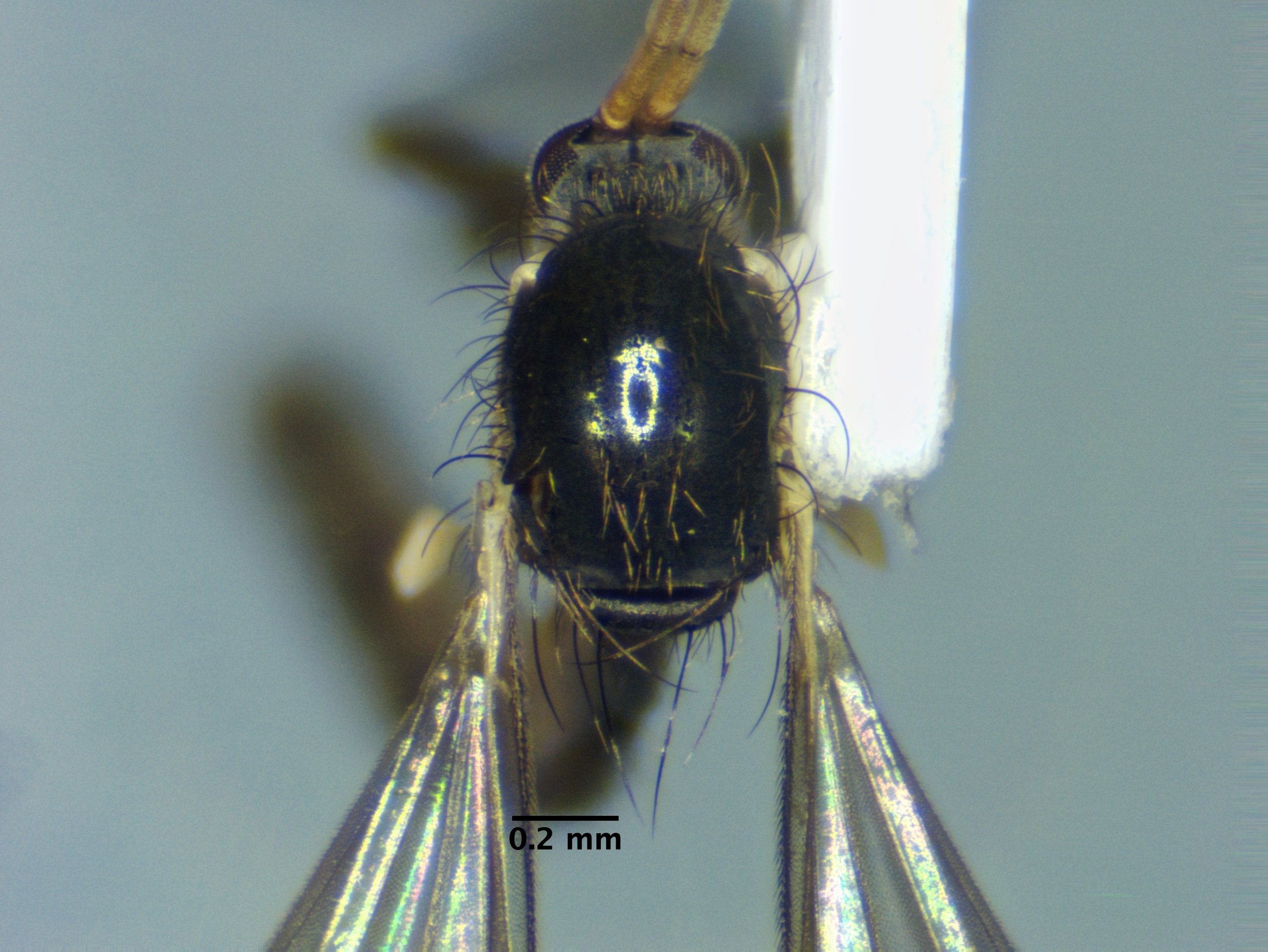 thorax_dorsal