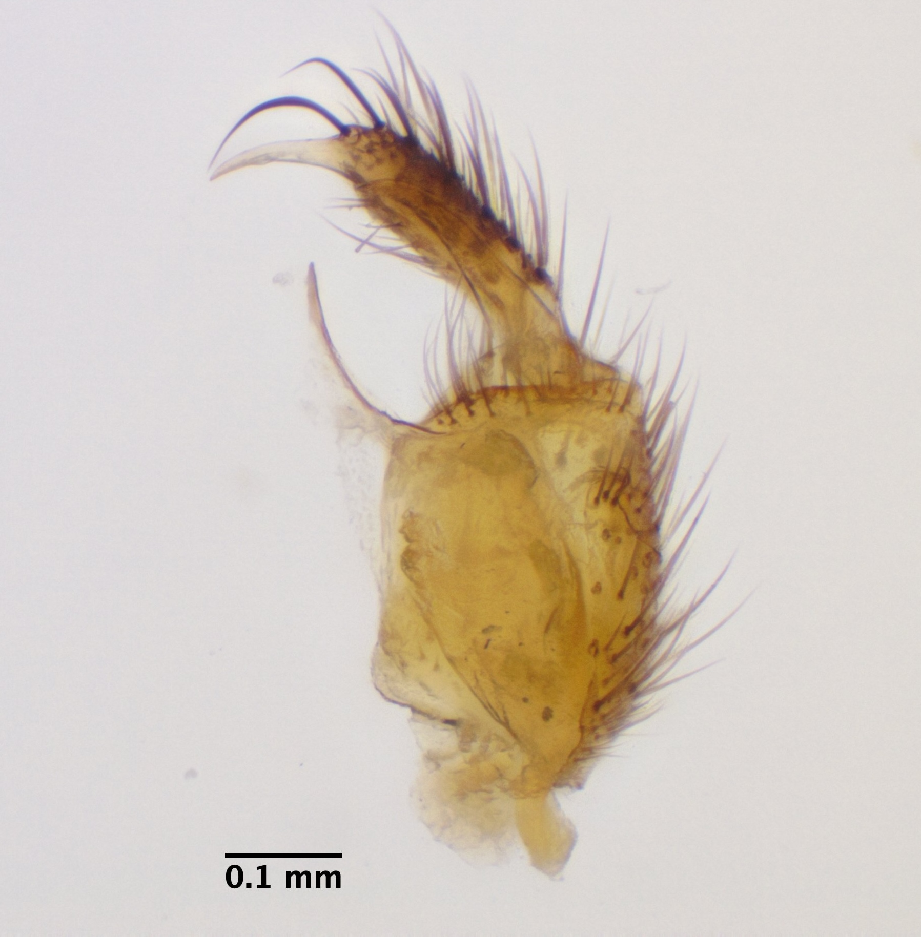 left-gonostylus_ventral
