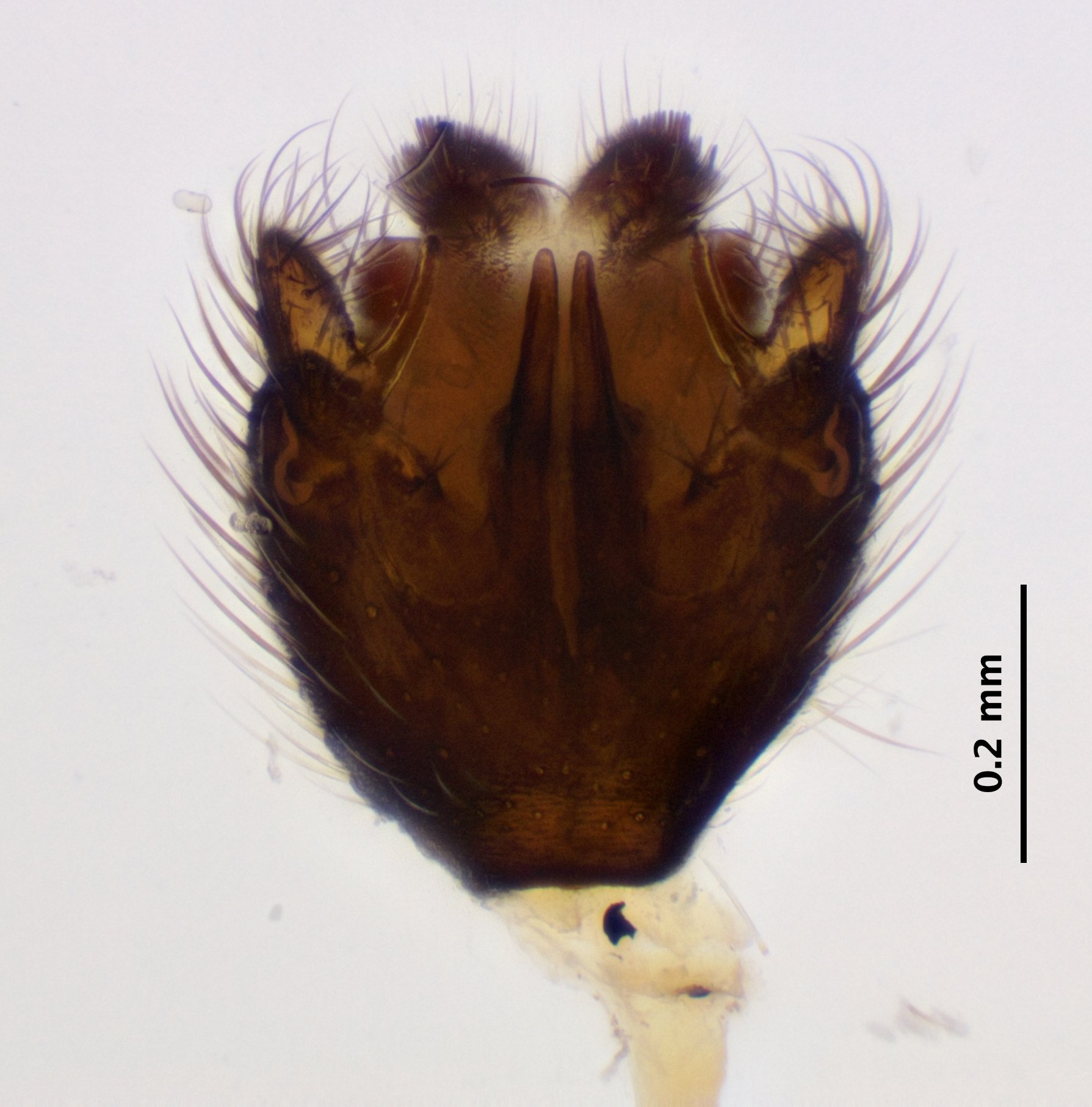 genitalia_ventral