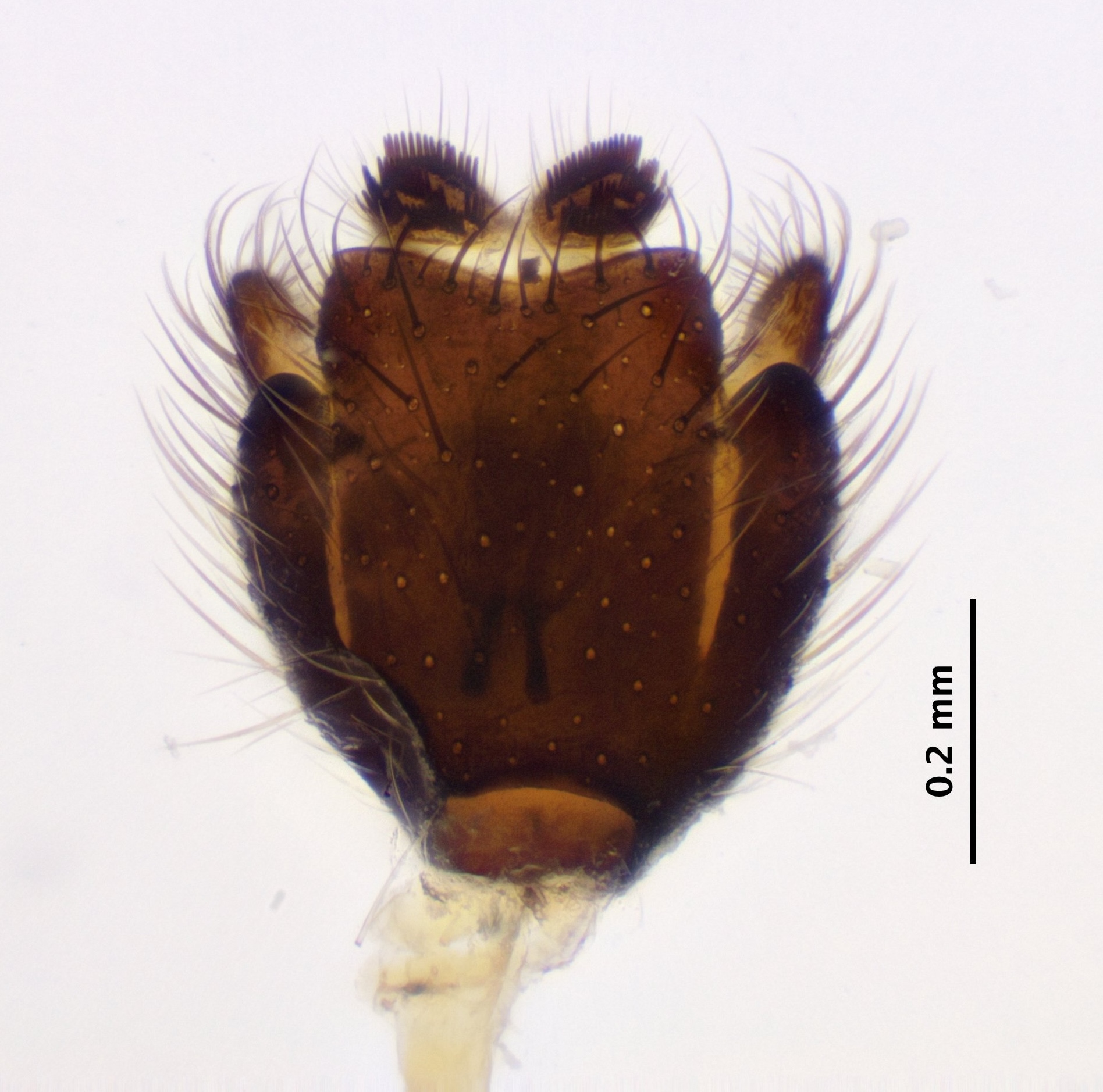 genitalia_dorsal