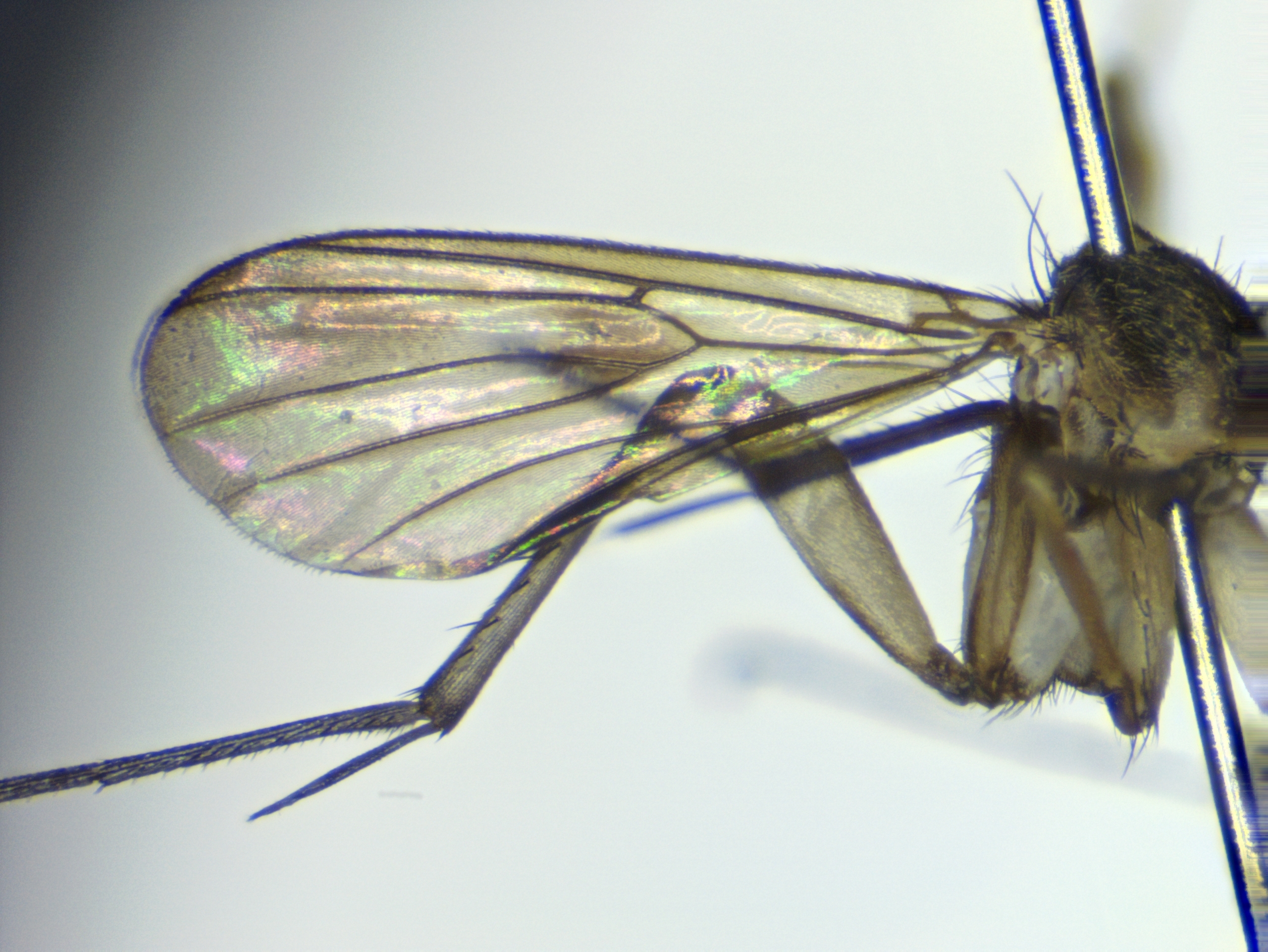 3_wing