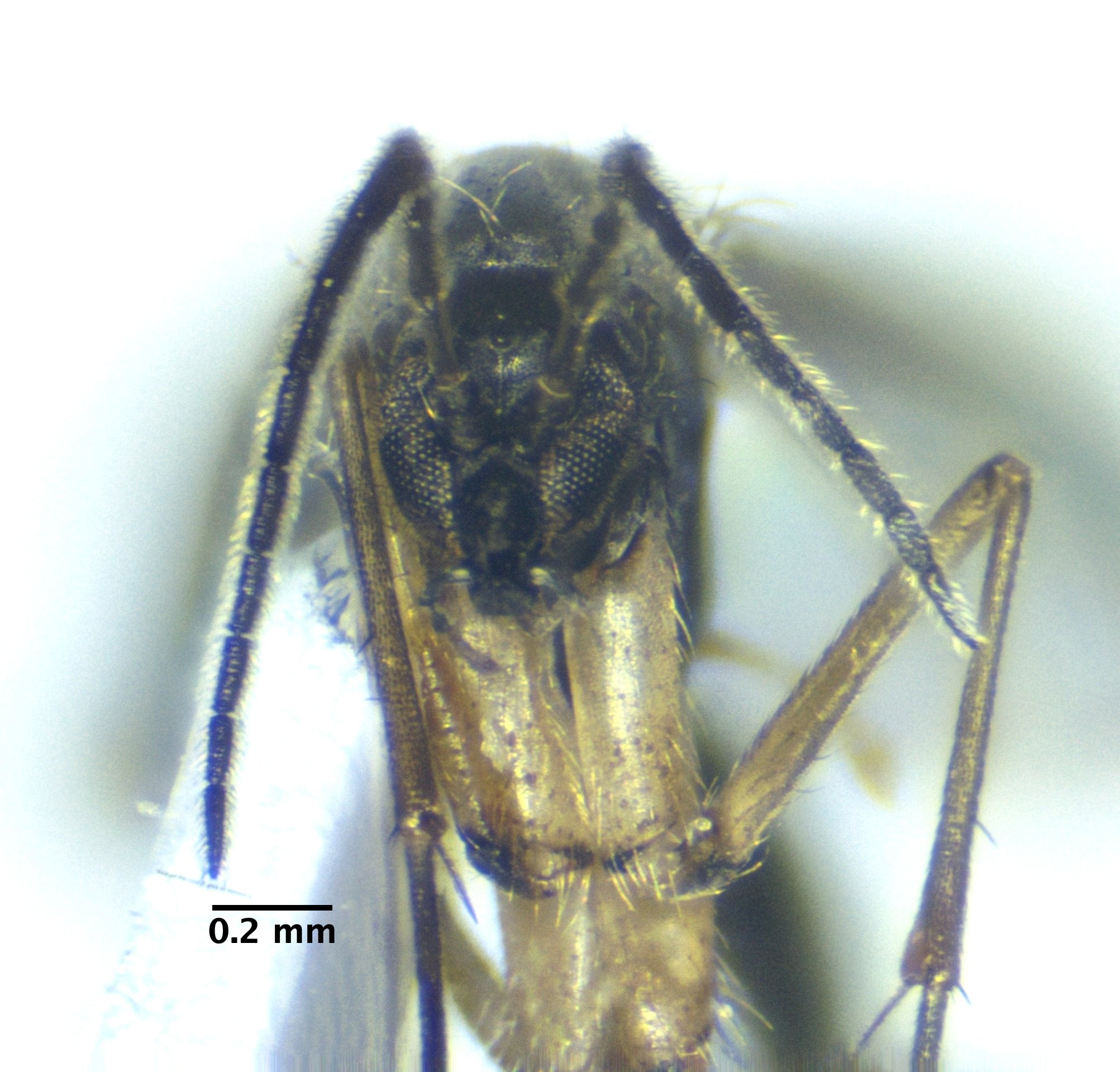 3_head_front