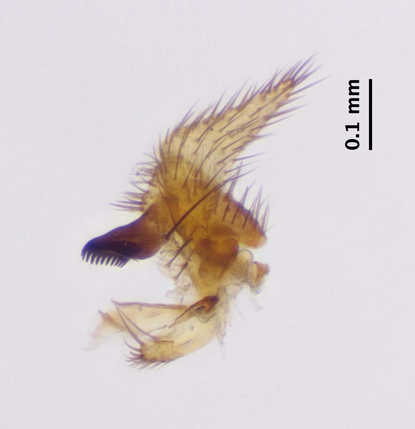 8_right-gonostylus_dorsal
