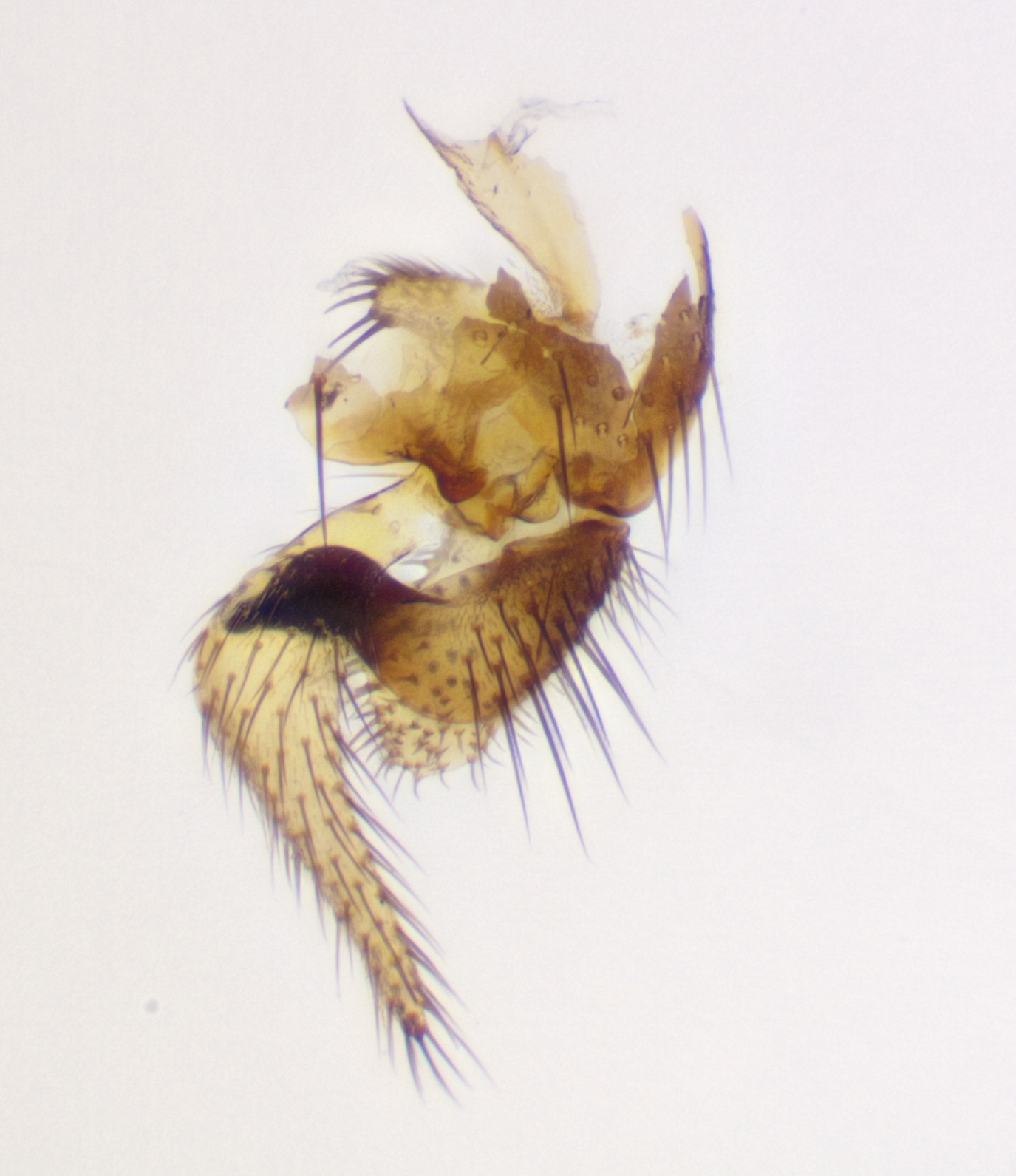 7_right-gonostylus_dorsal