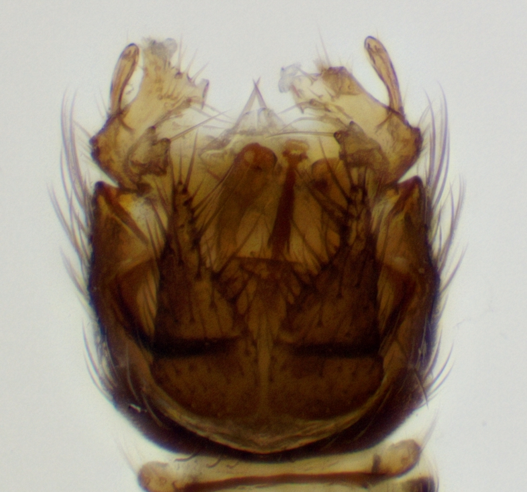 genitalia_dorsal