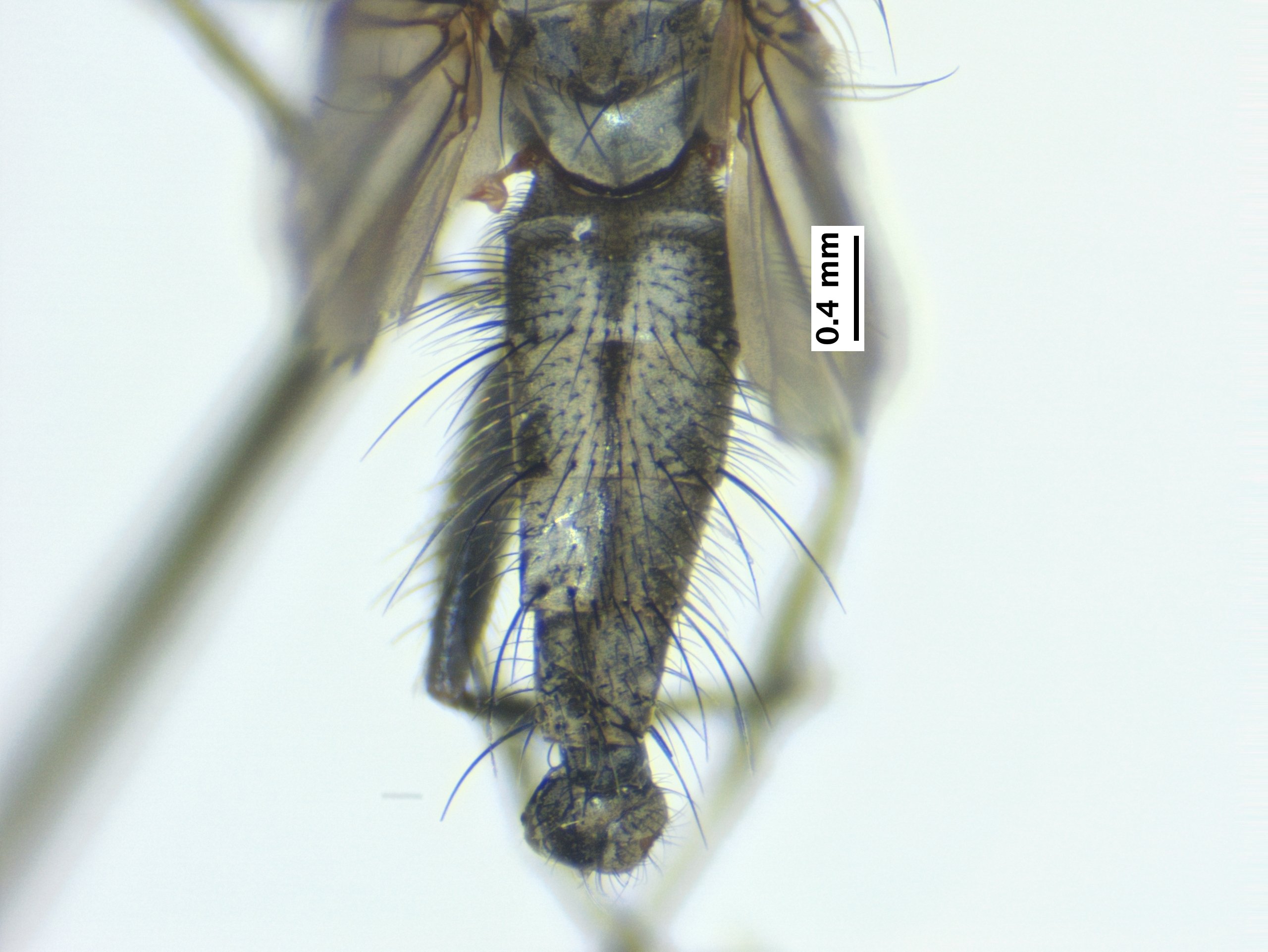 6_abdomen_dorsal