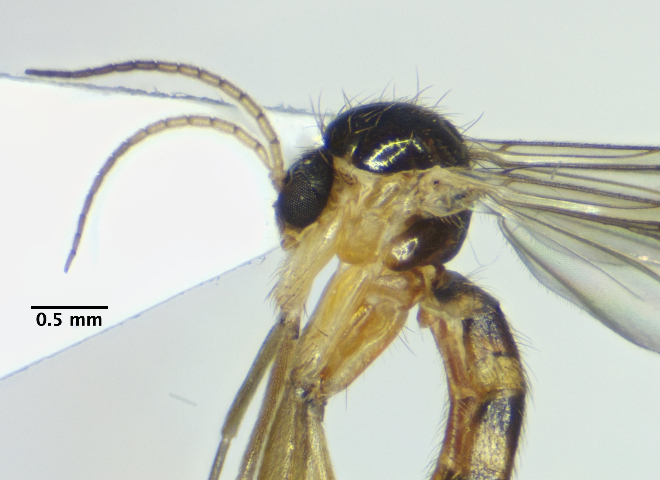 head-thorax_lateral