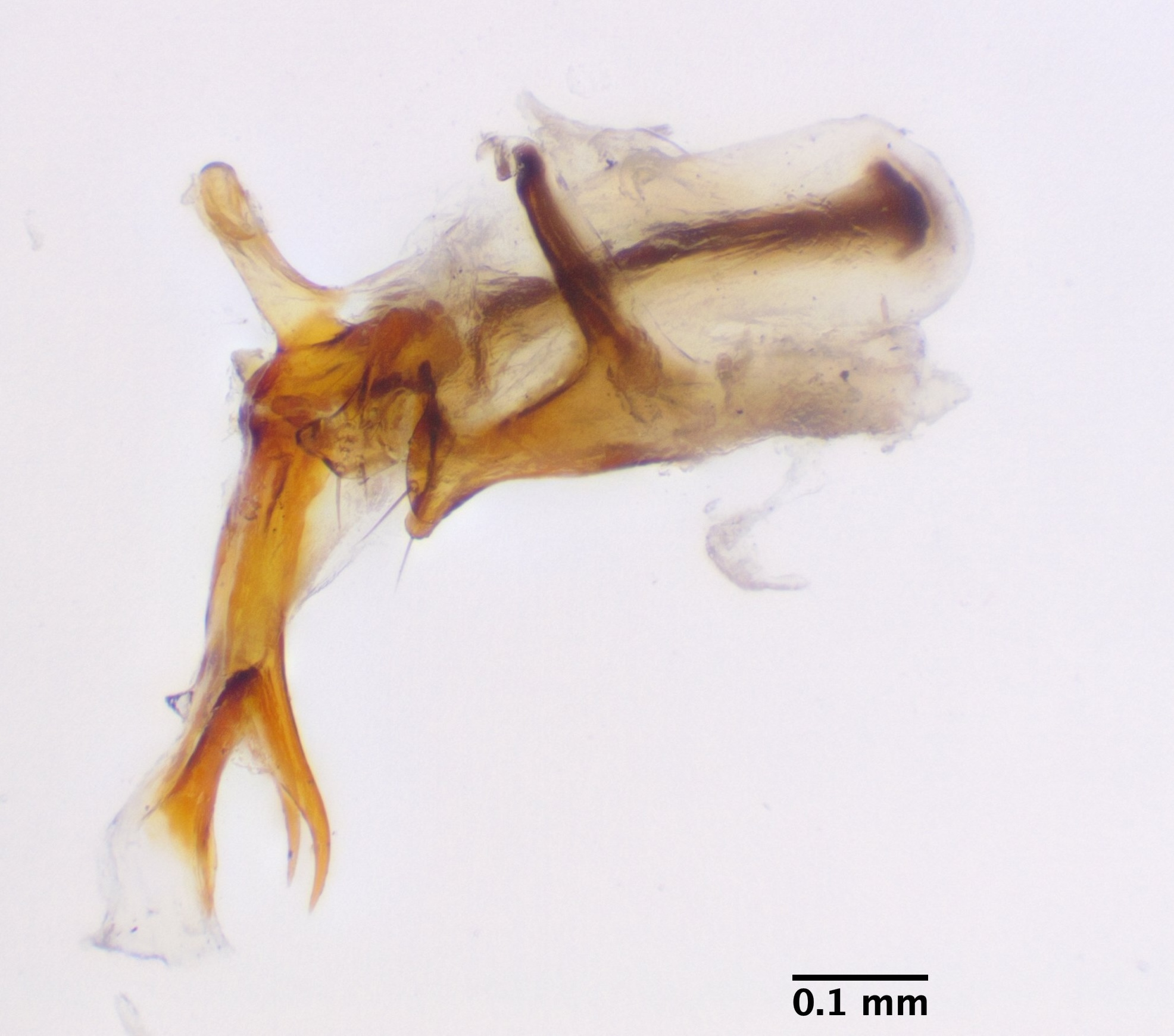 10_aedeagus_lateral