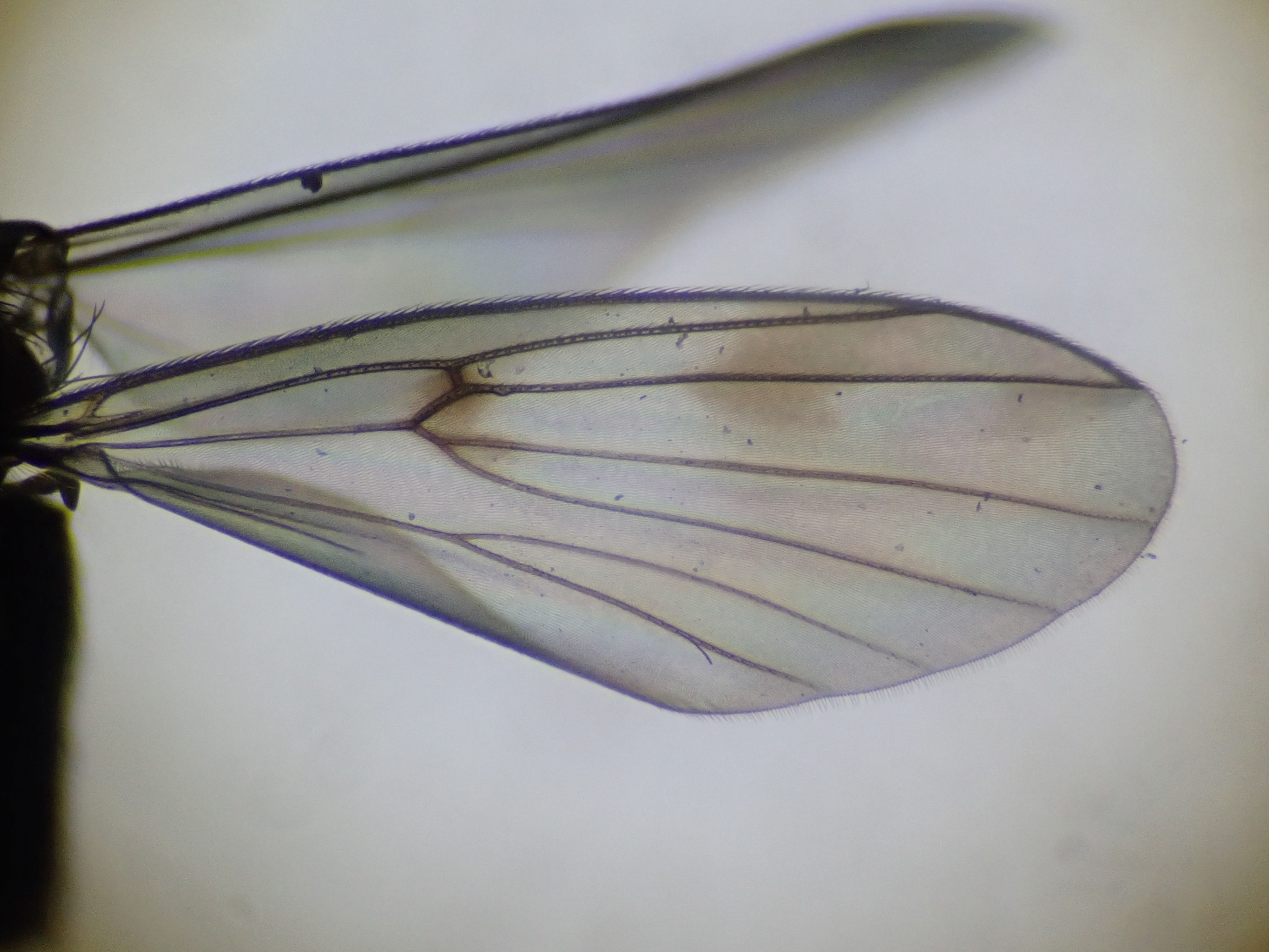 wing