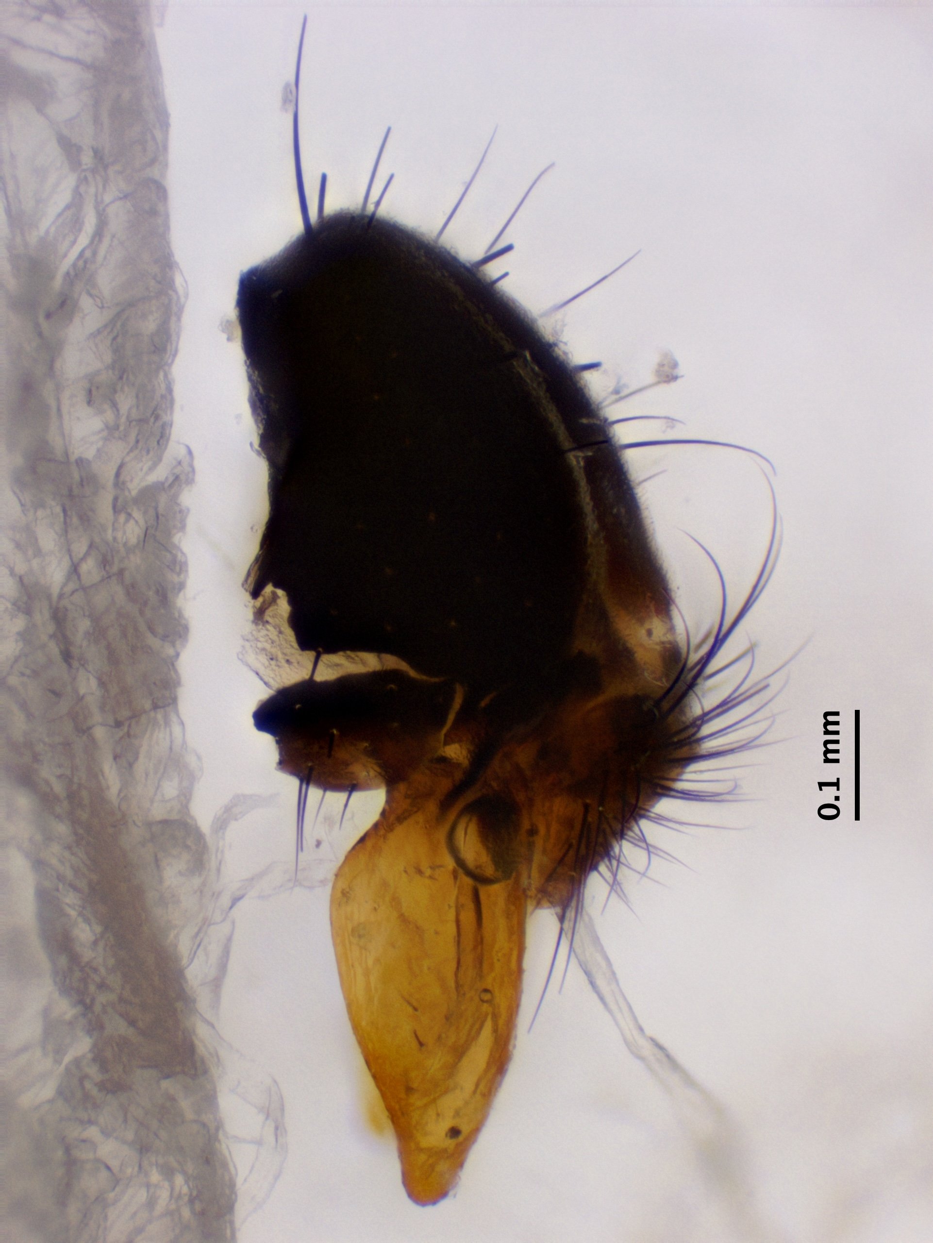 8_cercus-surstylus_lateral