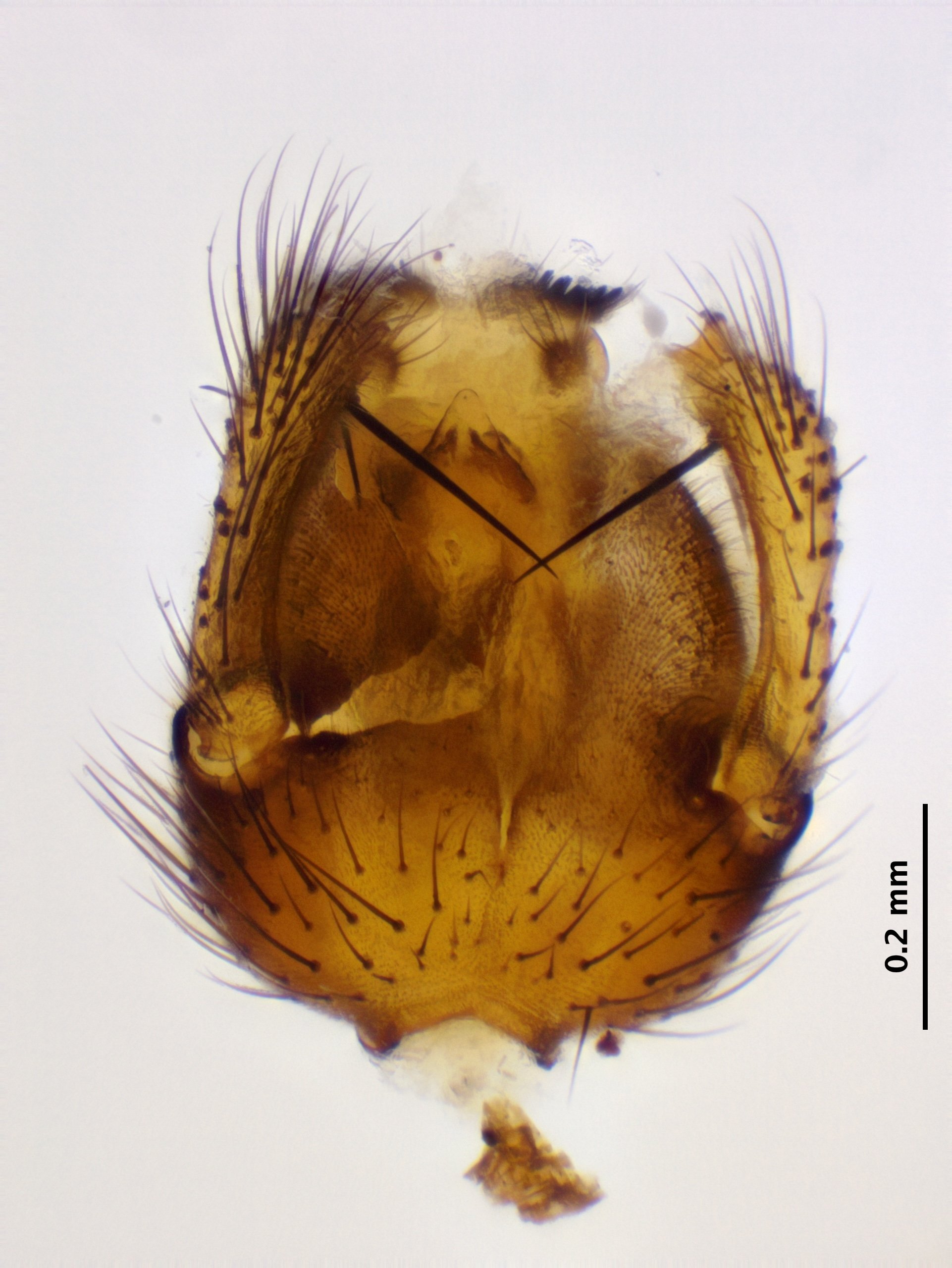 7_genitalia_ventral