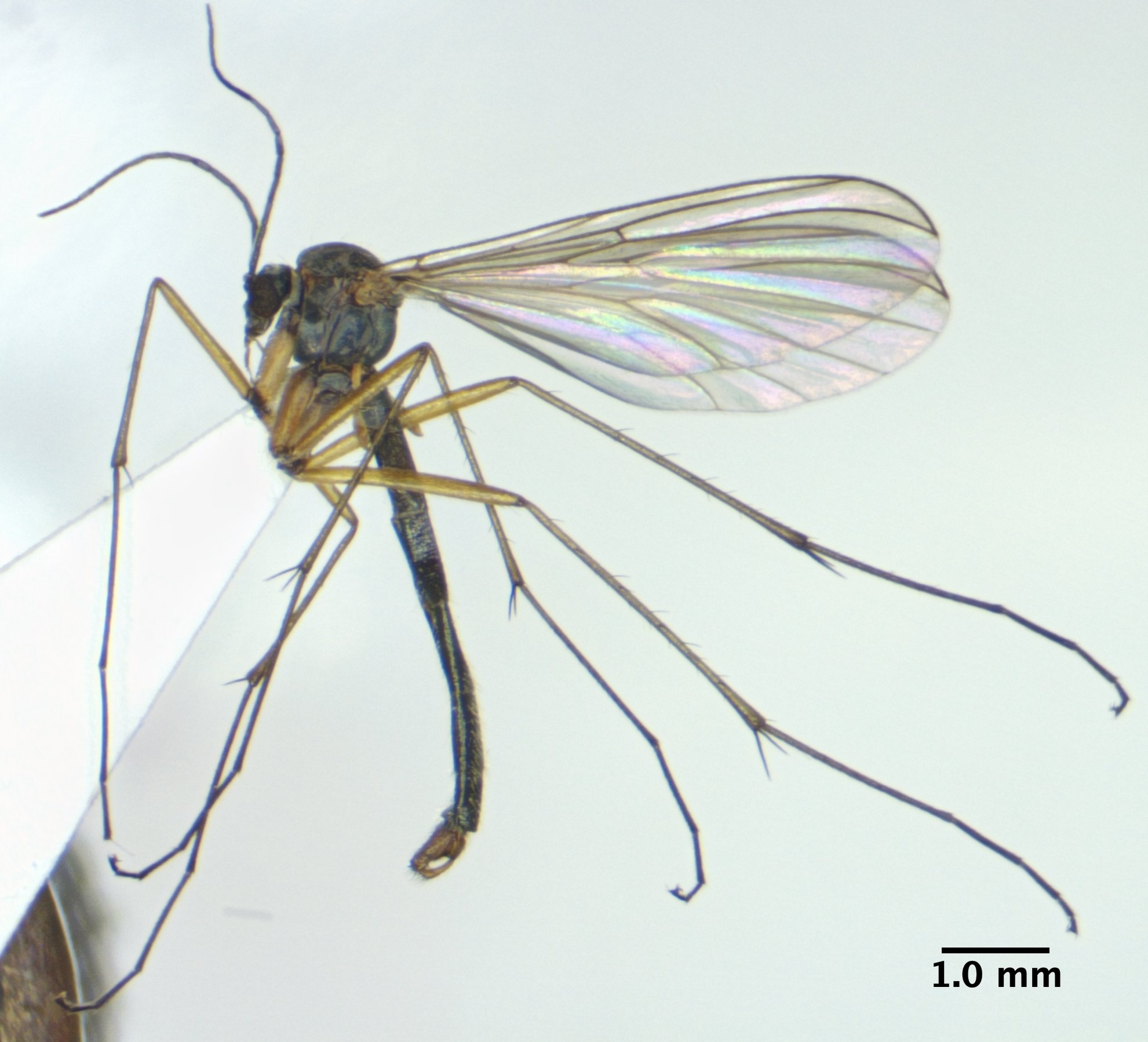 1_habitus_lateral