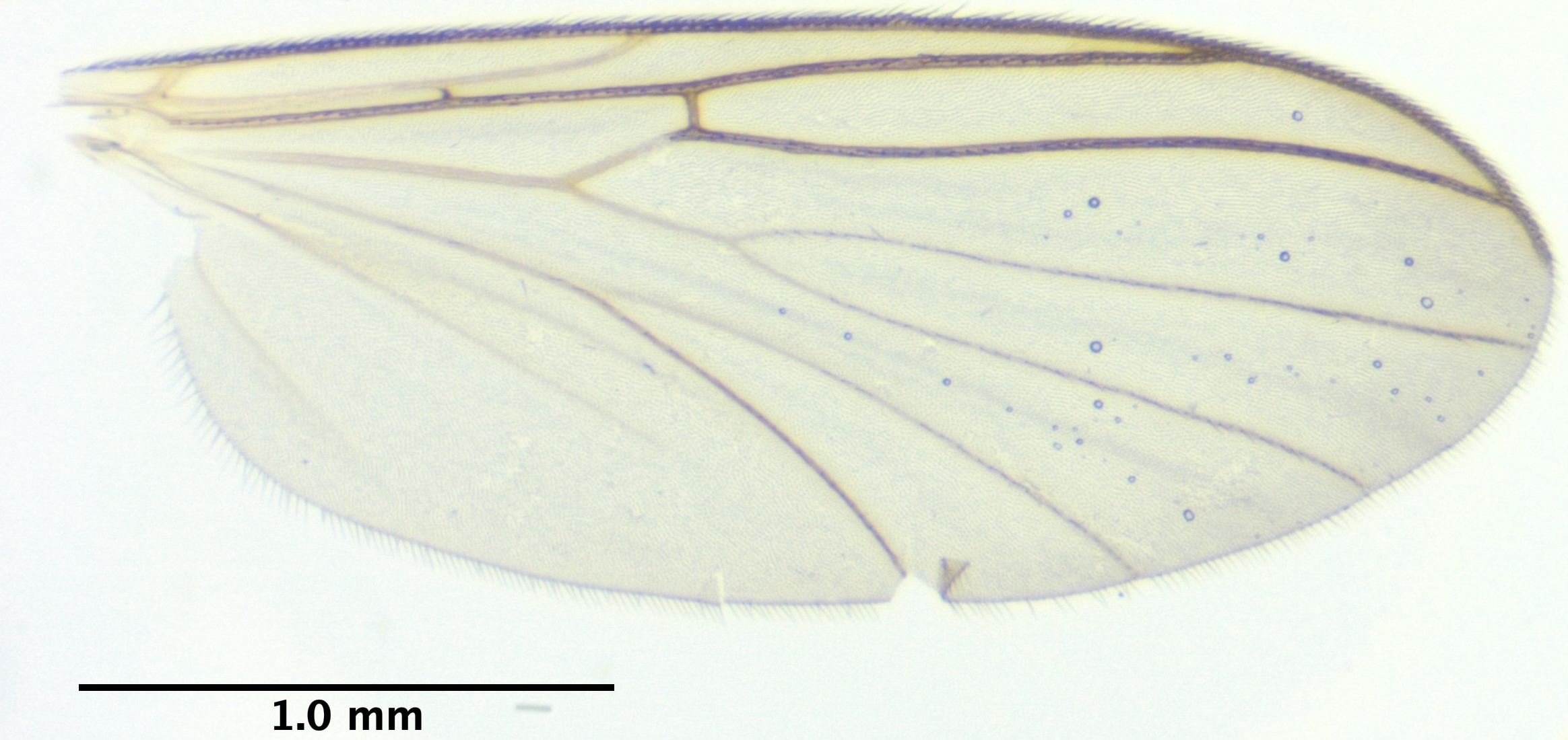 4_wing