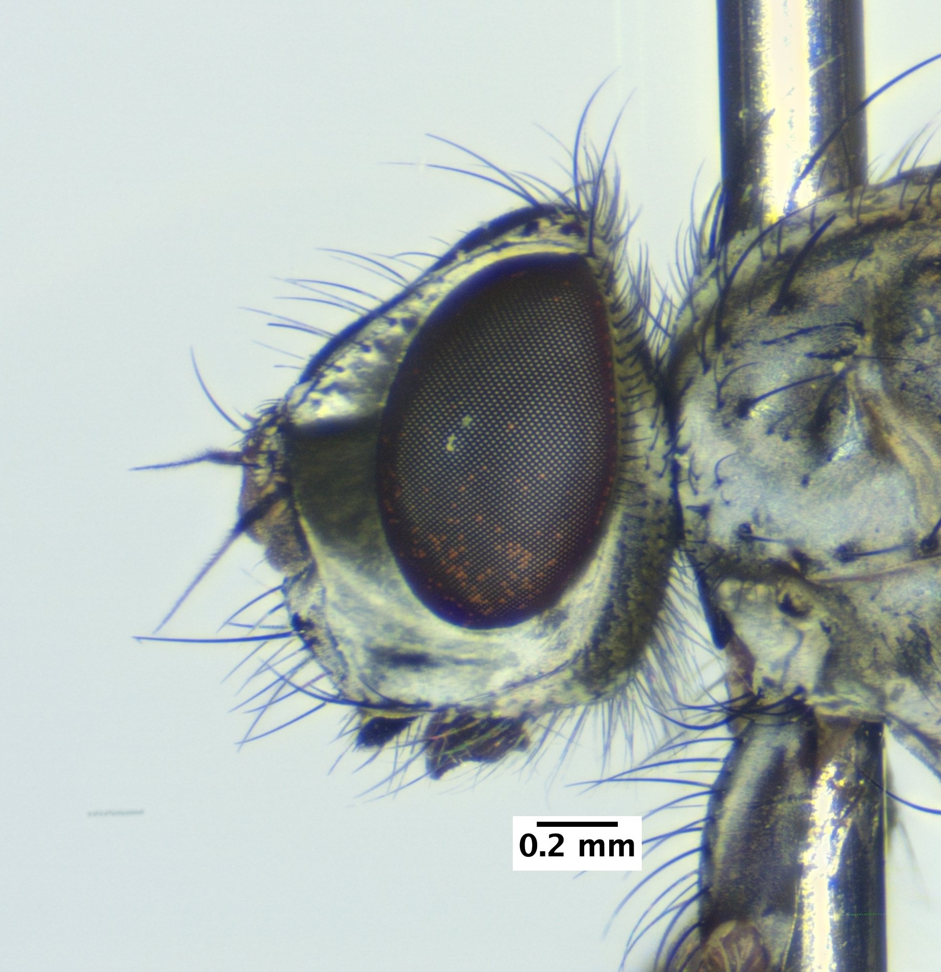 3_head_lateral