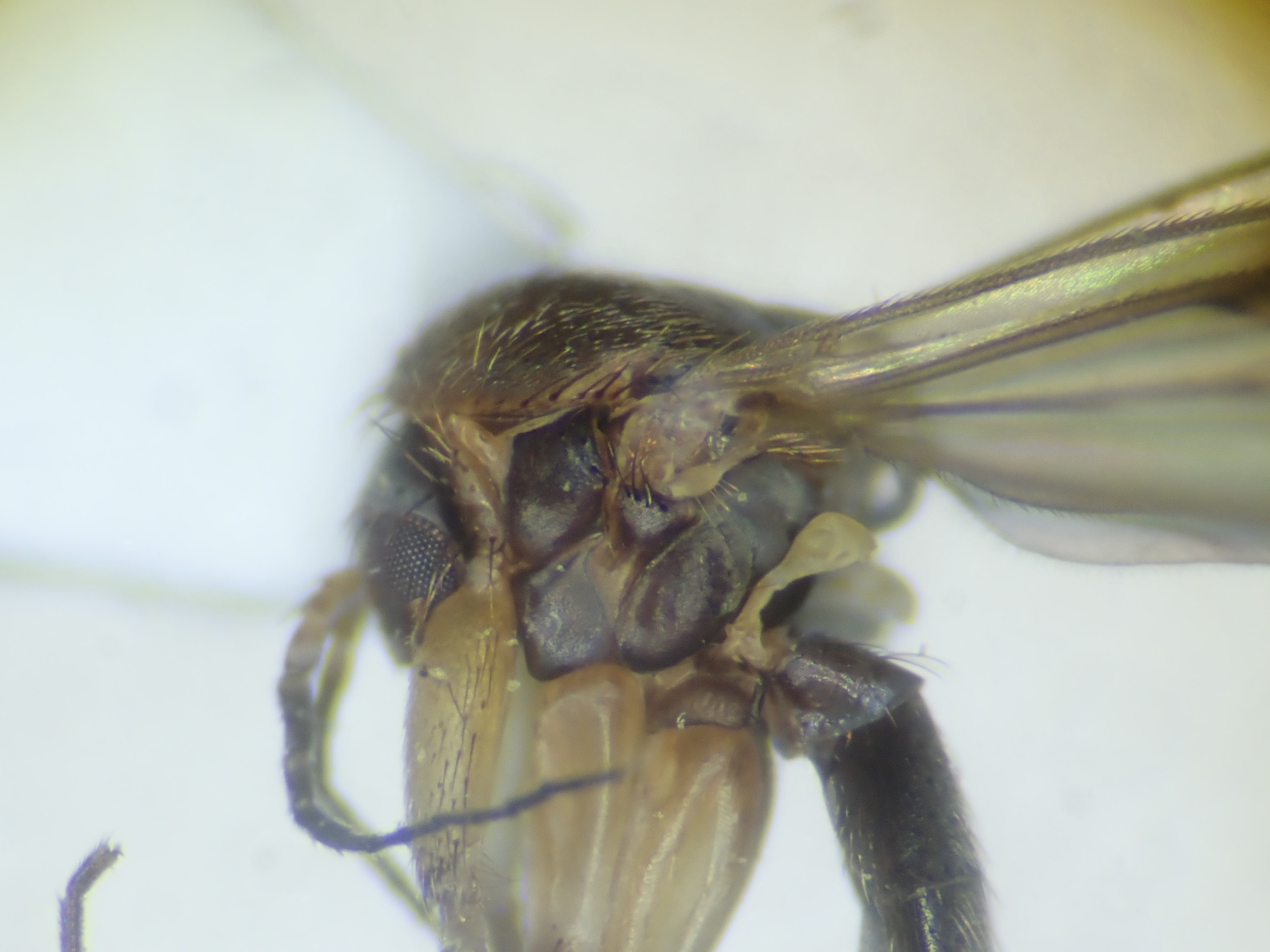 head-thorax_lateral
