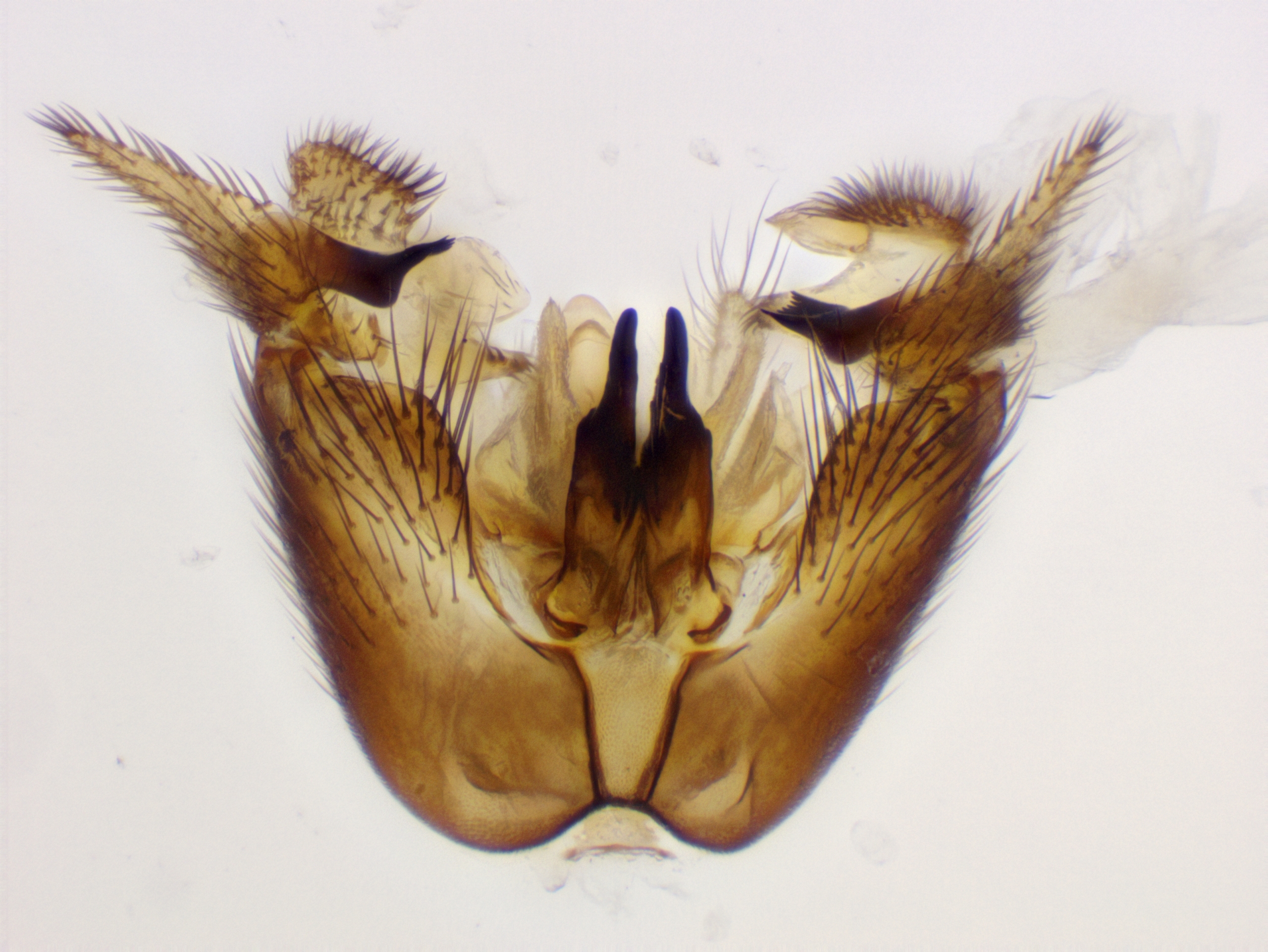 6_genitalia_ventral