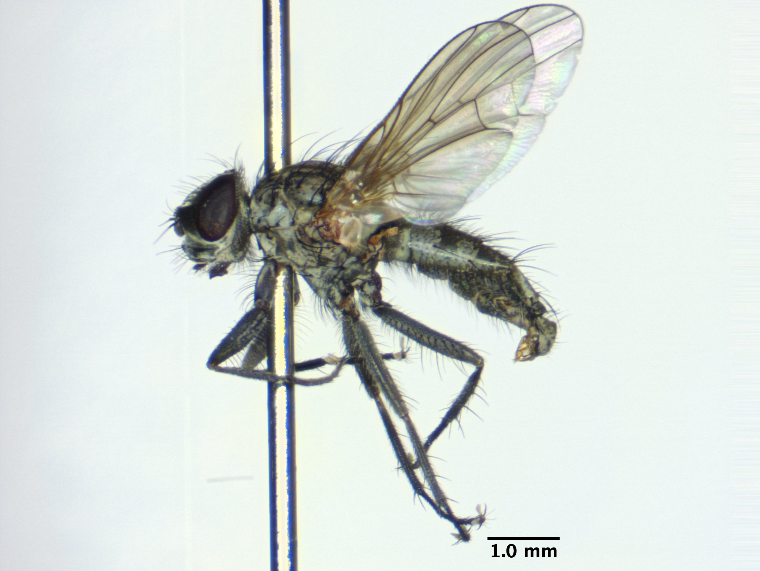 1_habitus