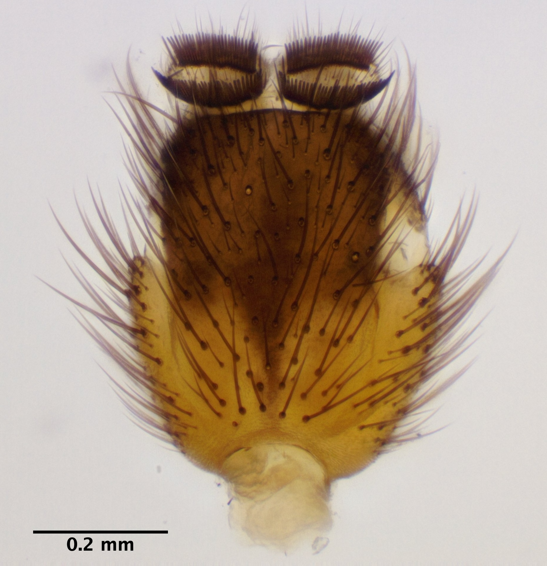 genitalia_dorsal