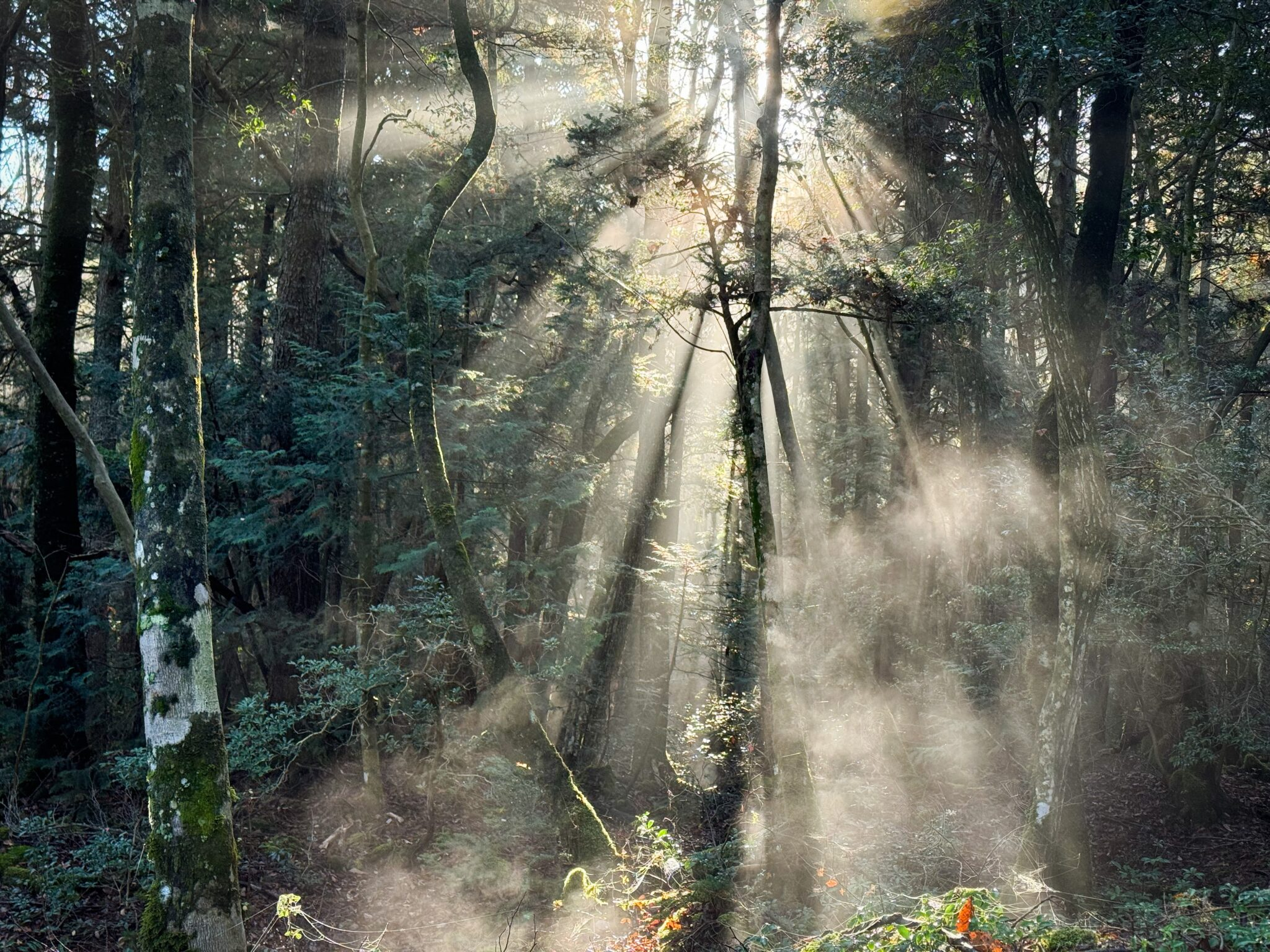 樹海ネイチャーツアー - 画像2