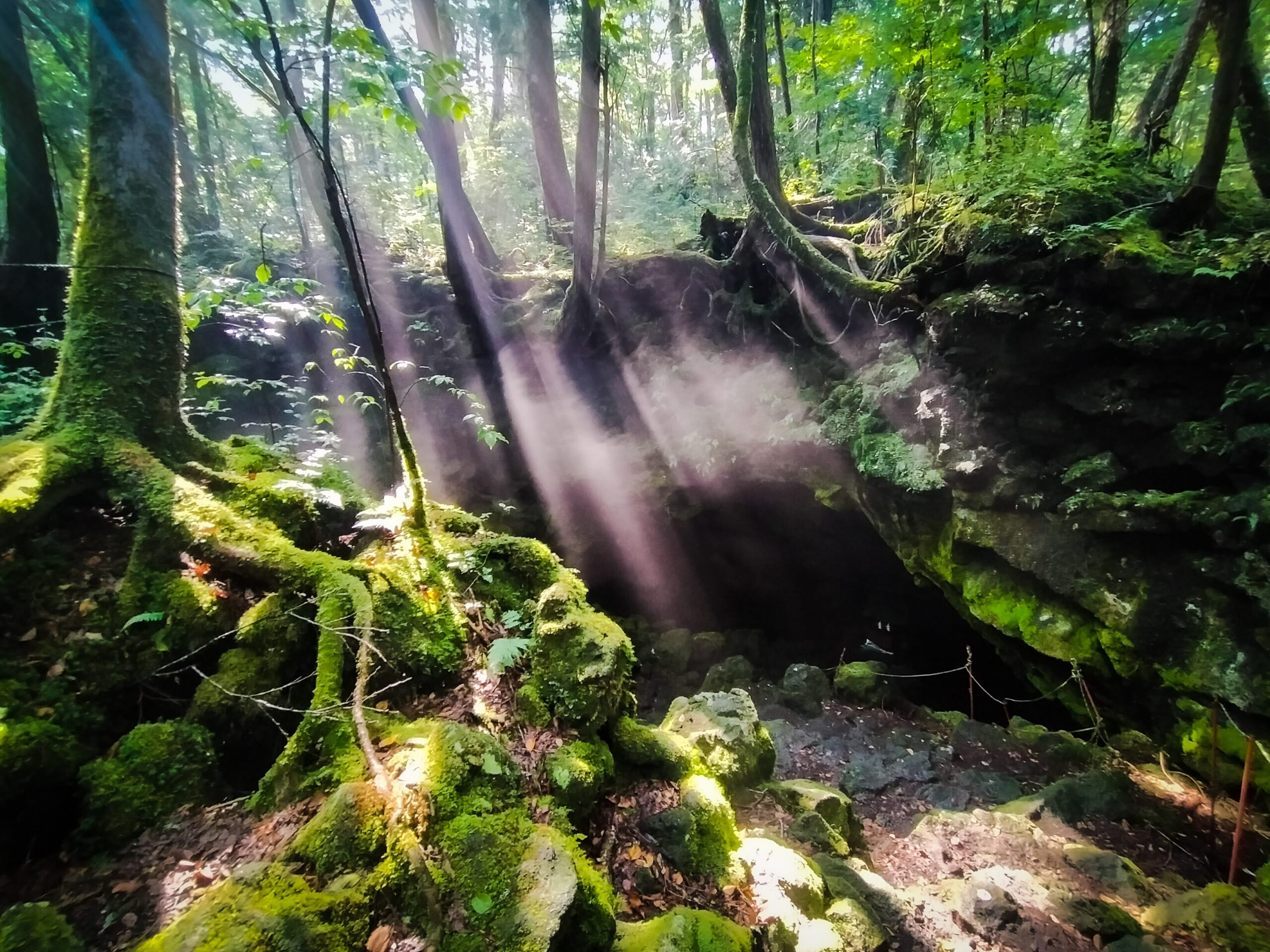 樹海ネイチャーツアー
