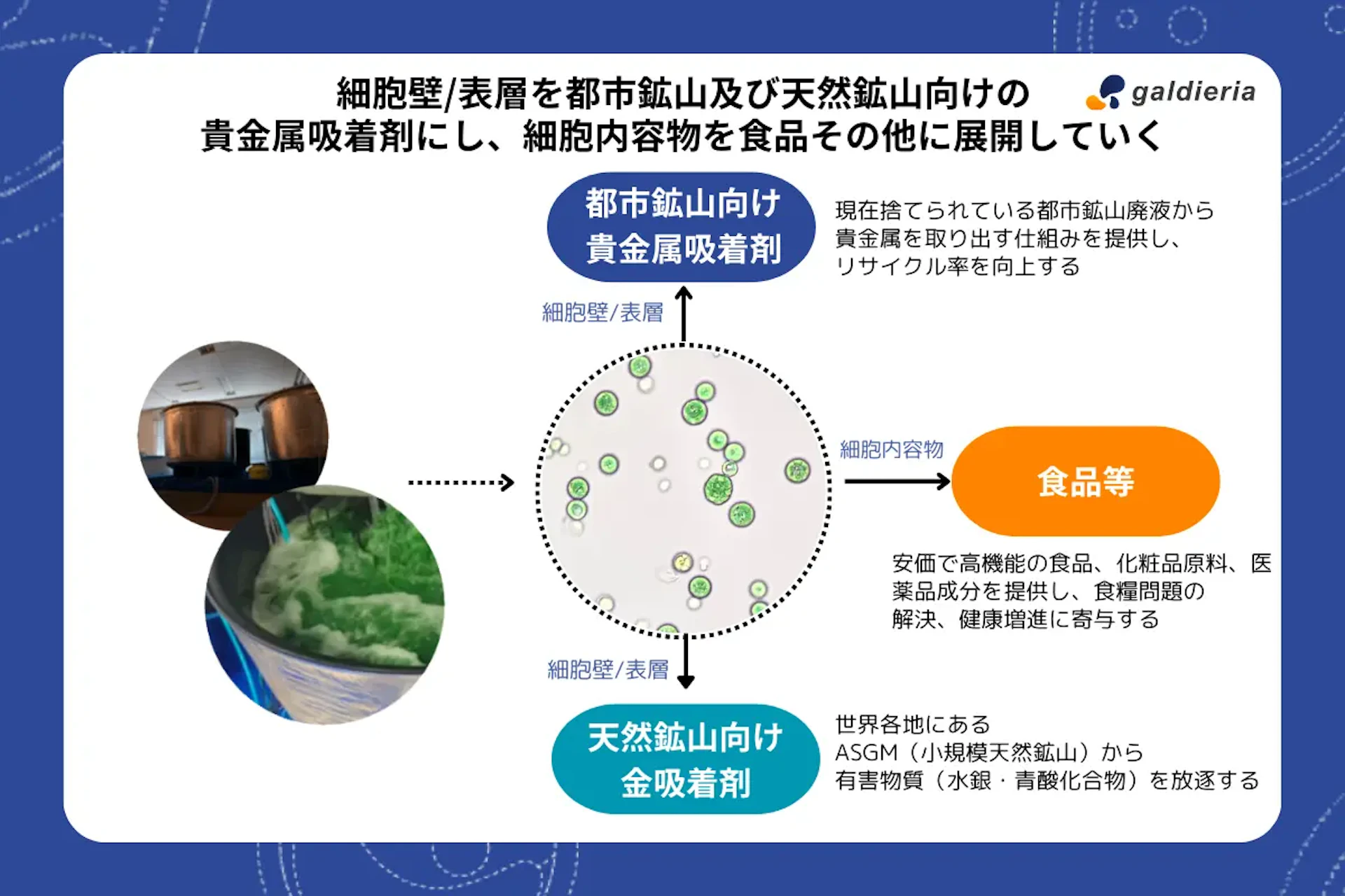 微細藻類の研究開発を進めるガルデリア、4億円の資金調達と業務提携を発表