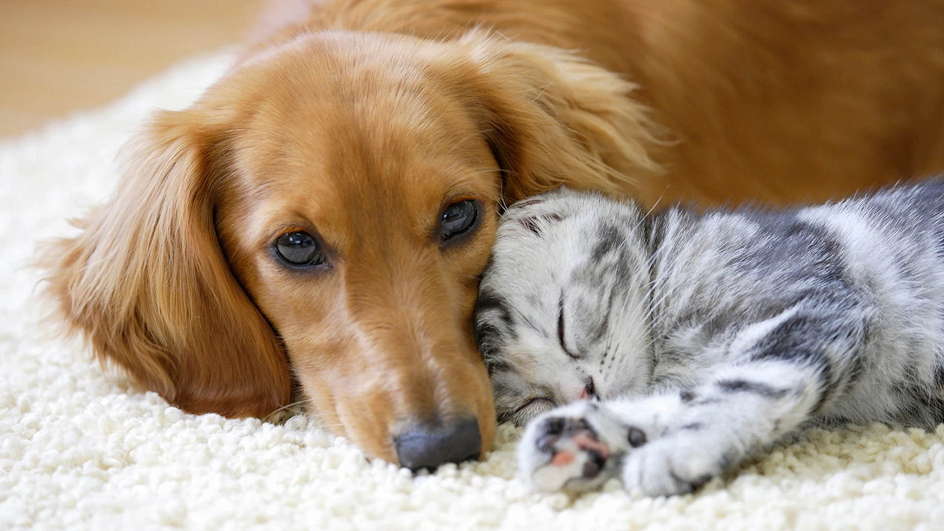 ANELLA GroupがシリーズAで1.55億円調達、保護犬猫×福祉カフェの全国展開を加速