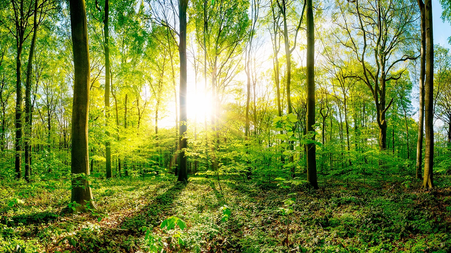 at FOREST、プレシリーズAで2.5億円調達──“循環葬”を通じて森林再生と新たな弔いの形を拡大