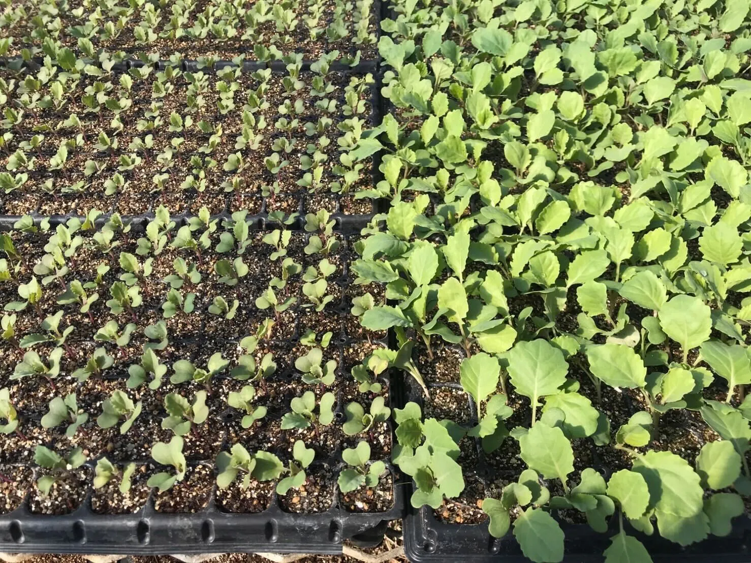 EFポリマーを使用した場合のキャベツの苗の生育状況の違い。左がEFポリマーなし、右がEFポリマーあり。