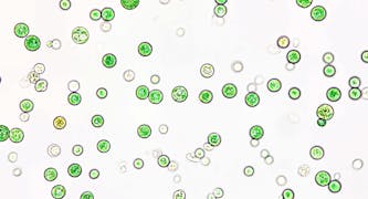 温泉に生息する微細藻類が地球環境を改善、ガルデリアが目指す循環経済の実現