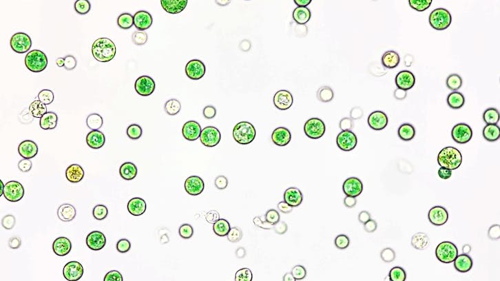 温泉に生息する微細藻類が地球環境を改善、ガルデリアが目指す循環経済の実現