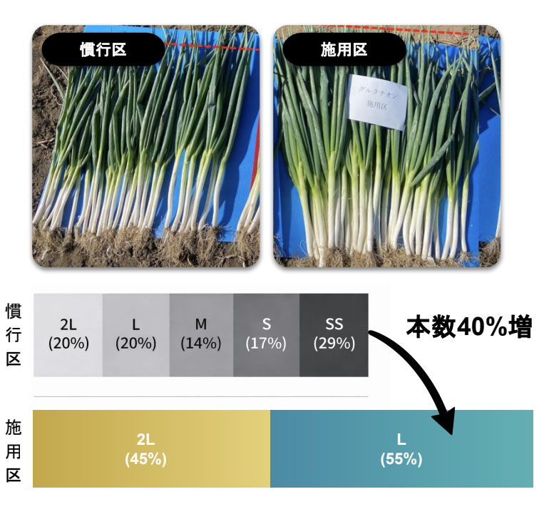 ネギでの実証では、グルタチオン施用区でサイズ・収量ともに改善が見られたという