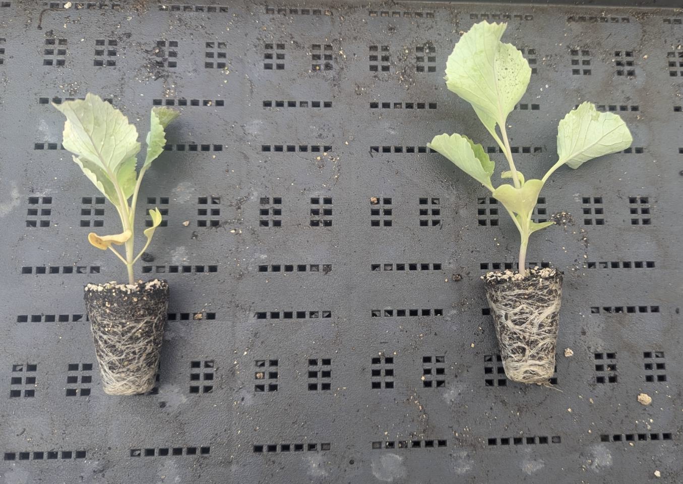 キャベツの苗に対するグルタチオンの効果