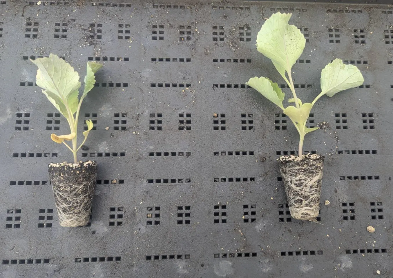 キャベツの苗に対するグルタチオンの効果