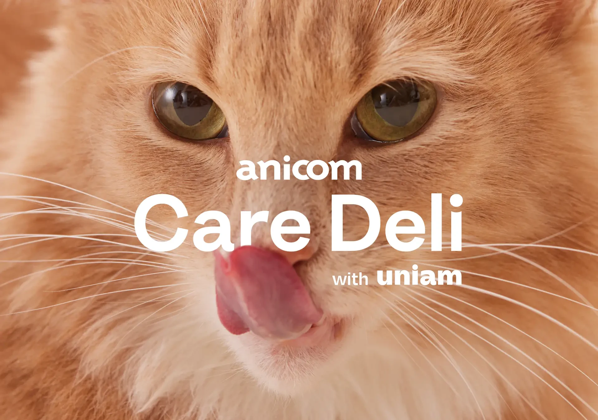 uniamとアニコム パフェ、猫の健康を支える新ウェットフード「anicom Care Deli with uniam」を共同開発