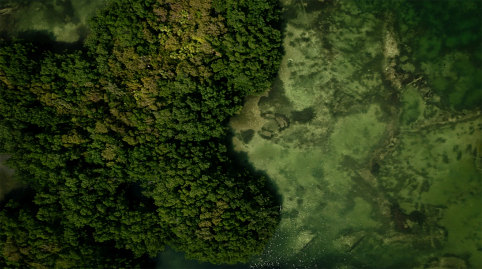 気候テックのCarbontribe Labs OÜ、NGOや中小企業向けに環境価値のデジタルアセット化サービスを開始