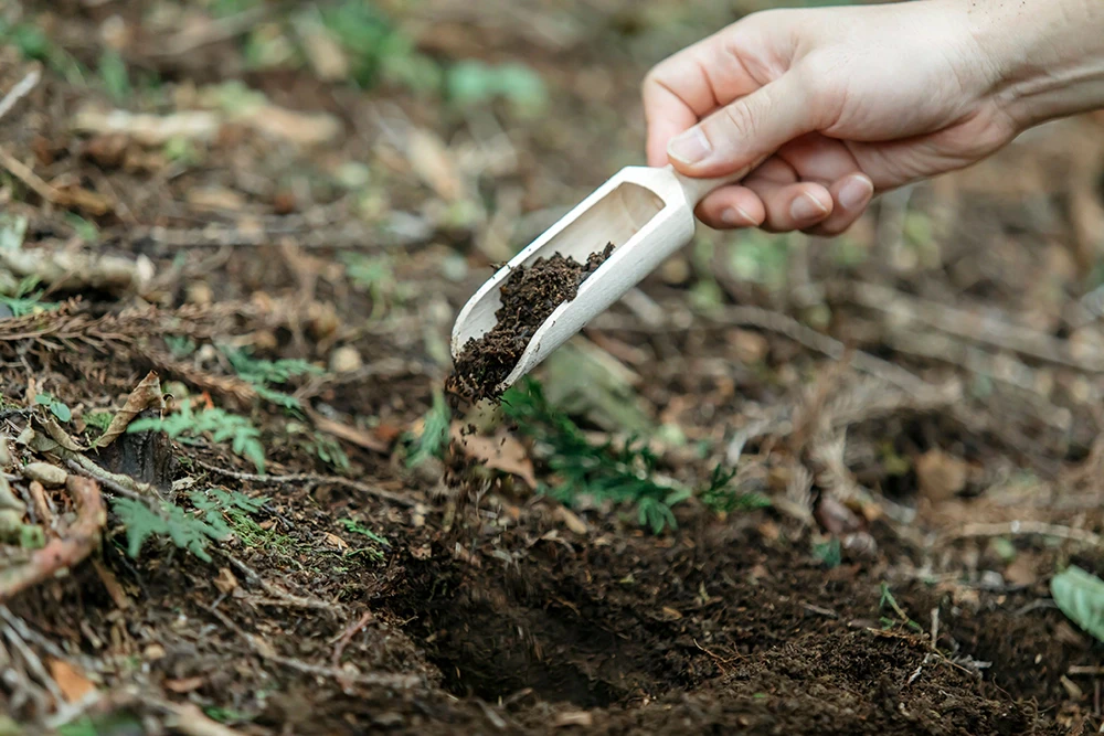 遺骨を埋葬している写真