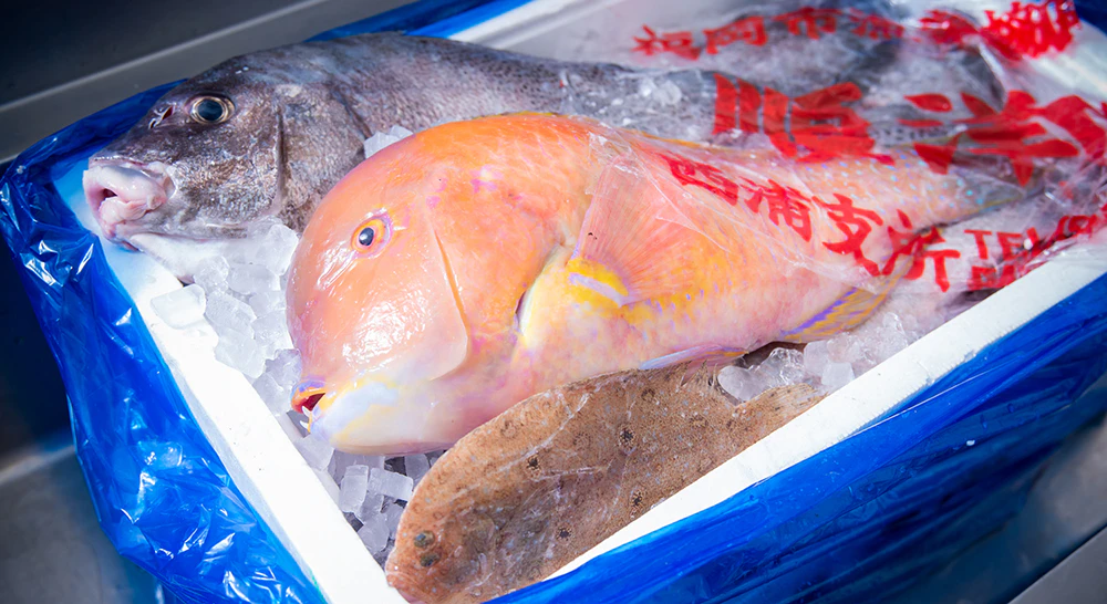 未利用魚の画像