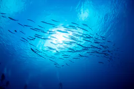 次世代水産養殖技術を手掛けるリージョナルフィッシュ、シリーズCで約40億円の資金調達を実施