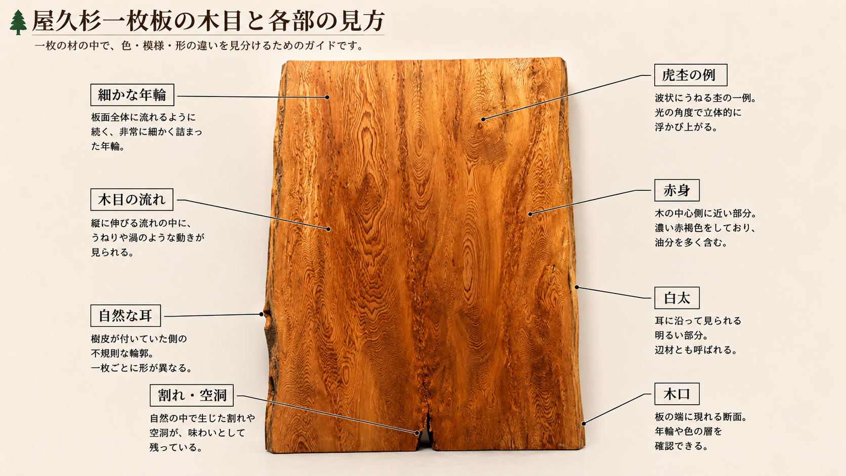屋久杉一枚板の年輪、木目、杢、赤身、白太、耳を示した注釈図