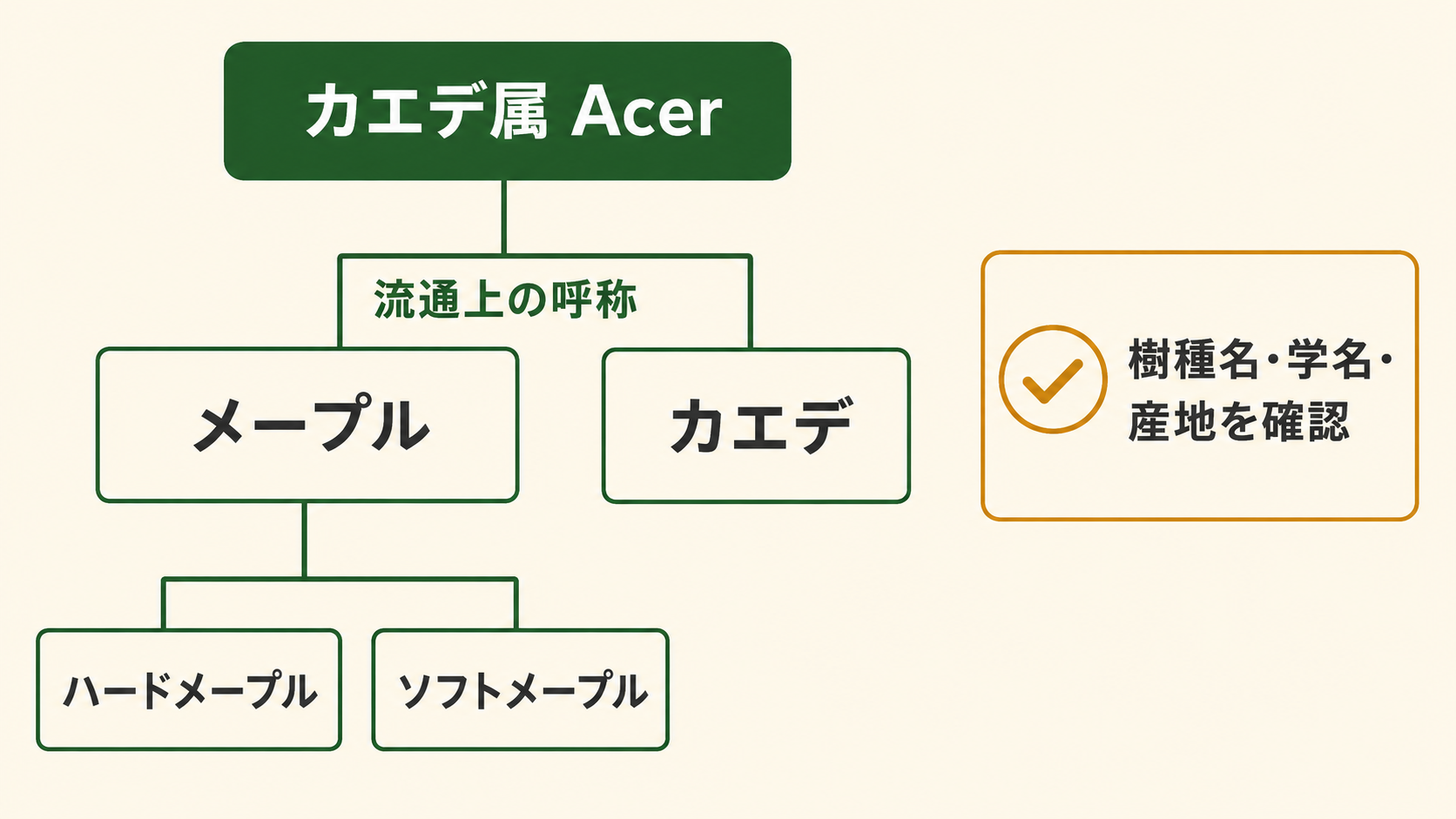 カエデ属とメープル・カエデの流通名、ハードメープルとソフトメープルの関係を整理した図