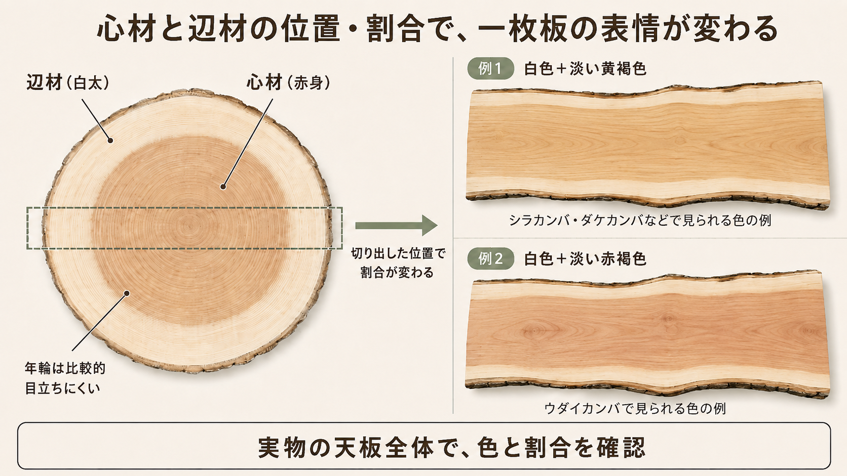 カバ類の幹断面と一枚板を対応させ、外側の辺材、中心側の心材、樹種による心材色の違い、切り出す位置による割合の変化を示した図