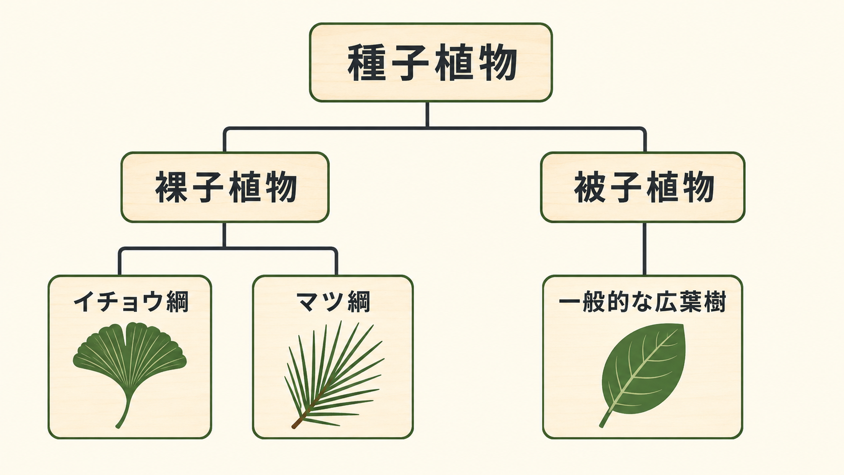 イチョウ綱・マツ綱・広葉樹の分類図